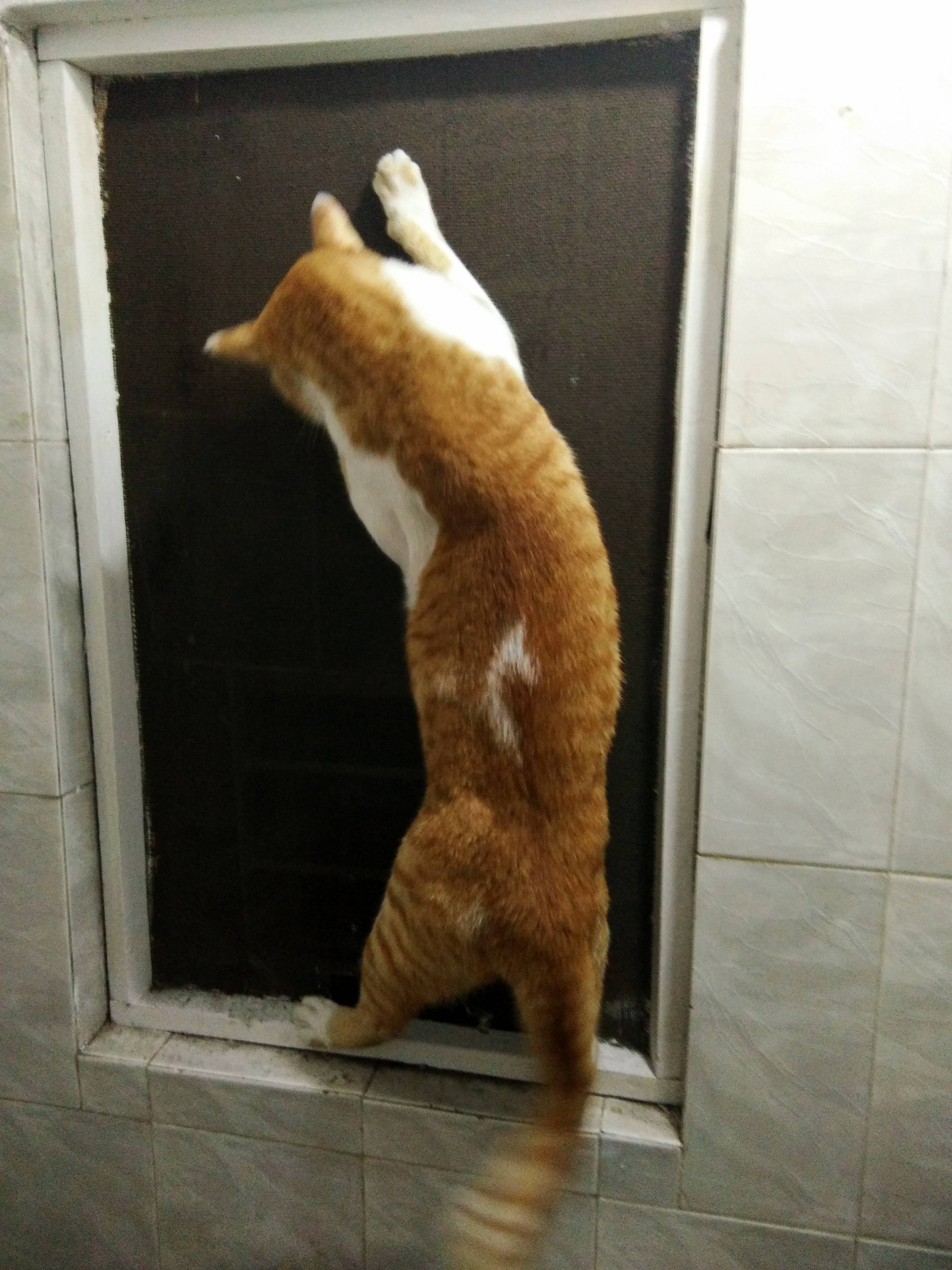 My Cat Has the Nike Logo on His Back.