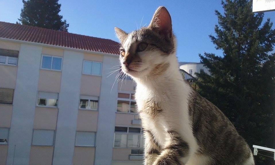 My Cat Is Bigger Than That Building