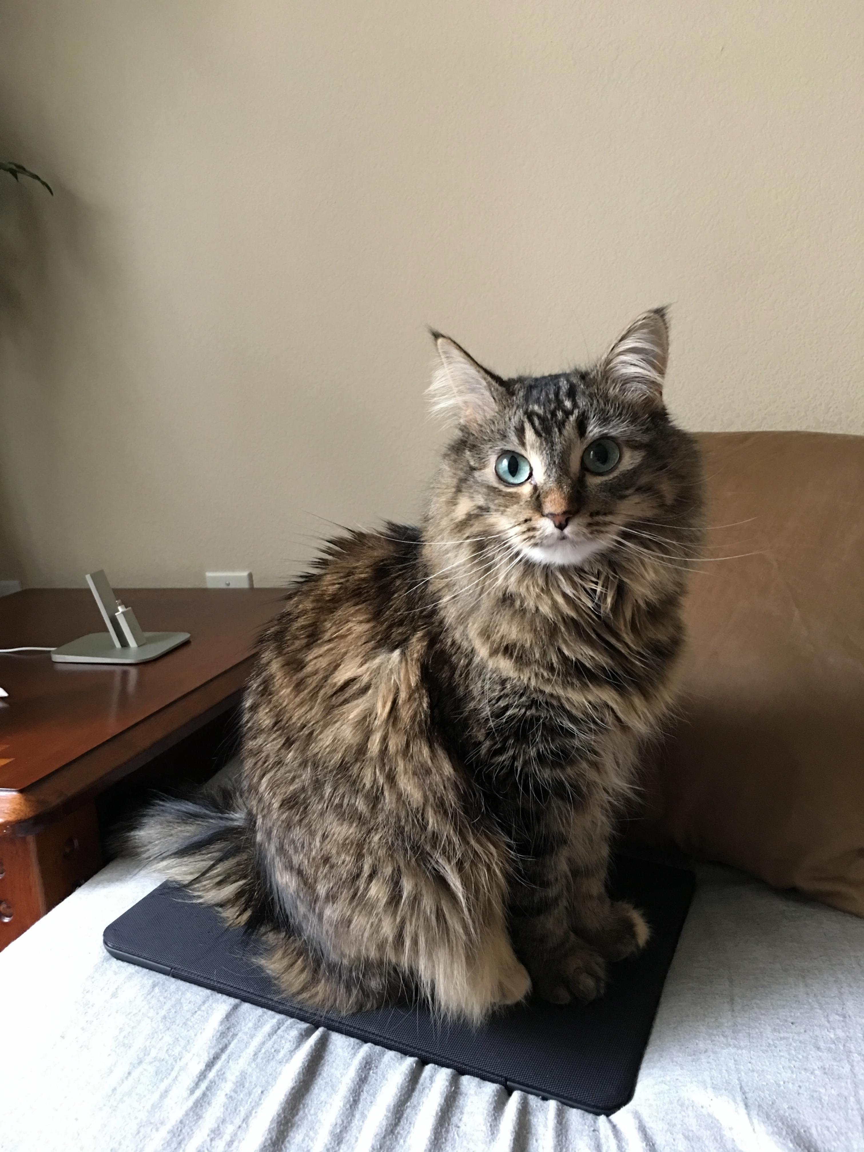 My Cat Likes to Sit on Books or Ipads... Why