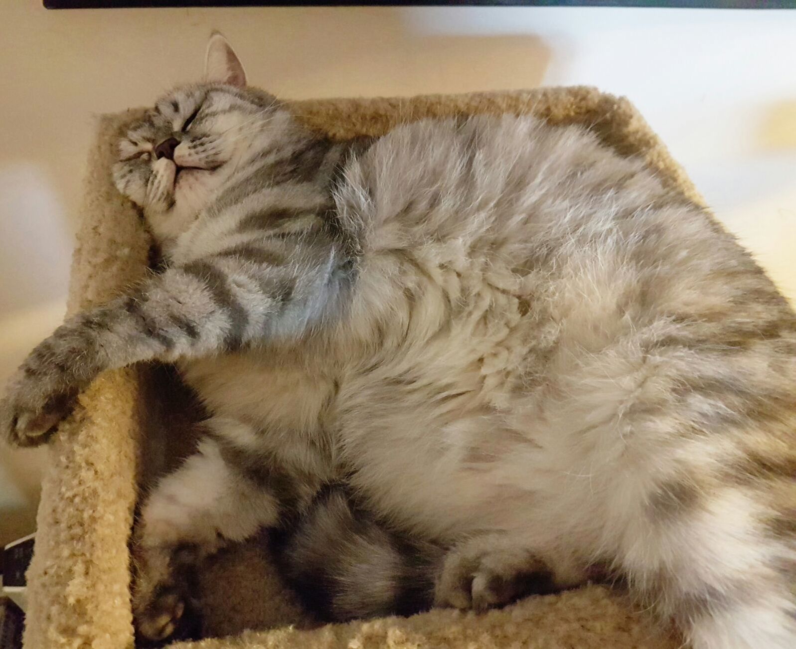 My Cat Melted