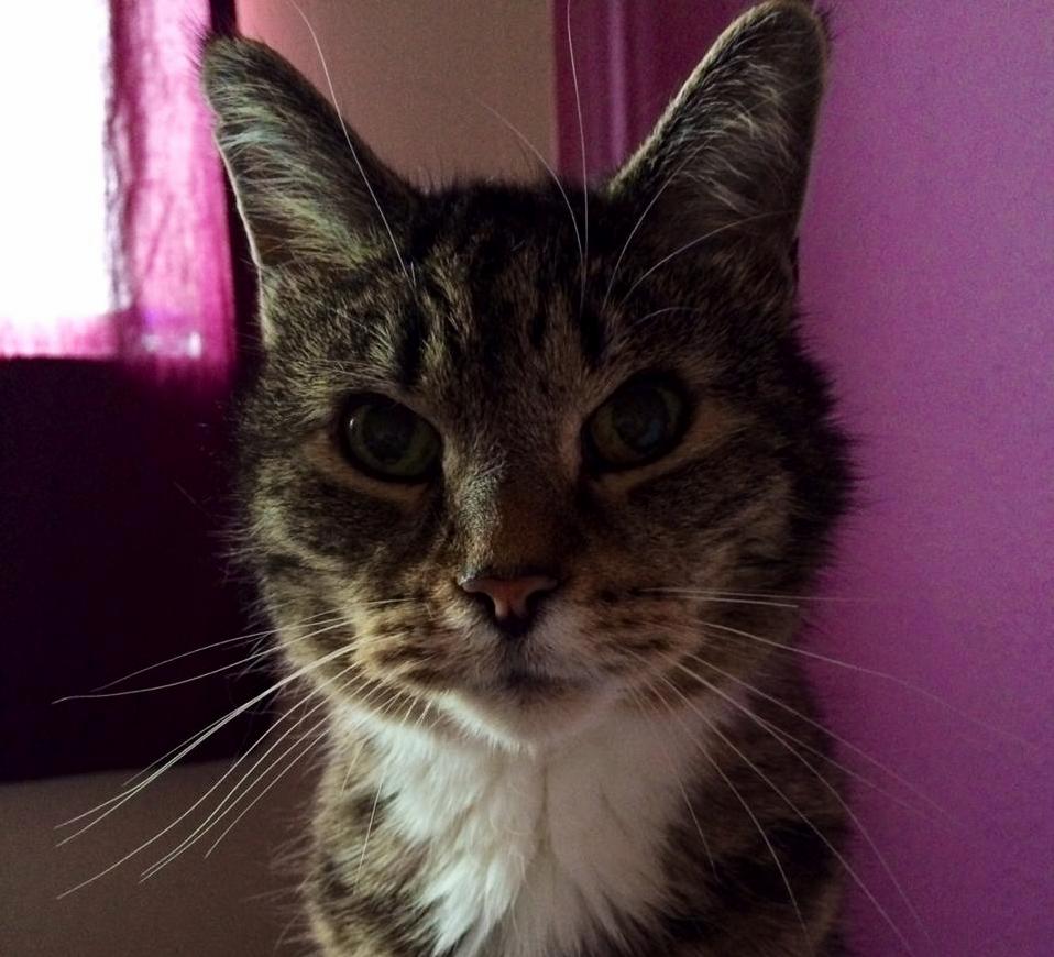 My Cat Merlin Two Years Ago. 16 in This Pic.