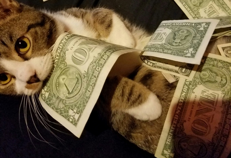 My Cat Says Hes Ready for the Strip Club.
