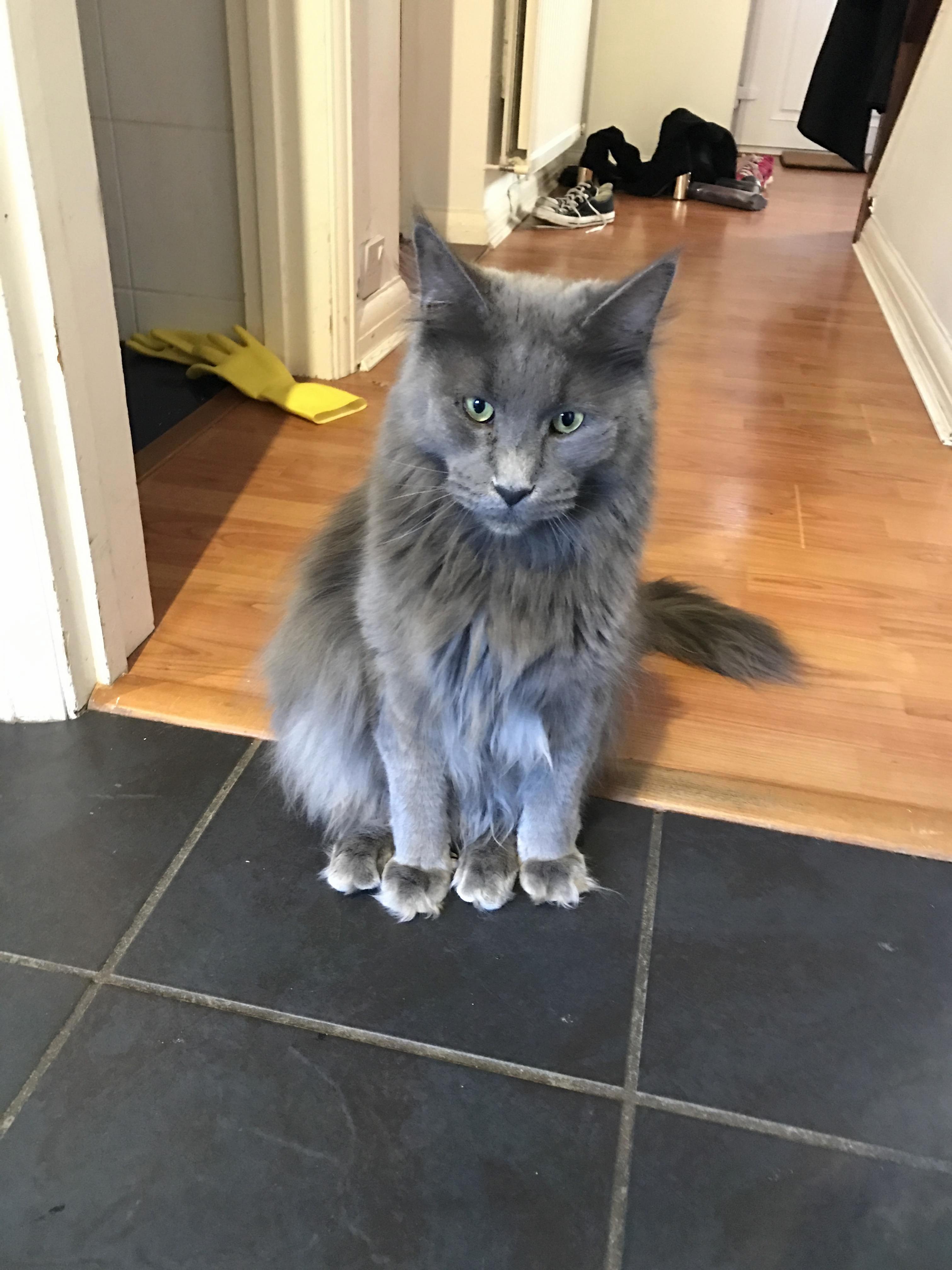 My Cat Sits Strangely