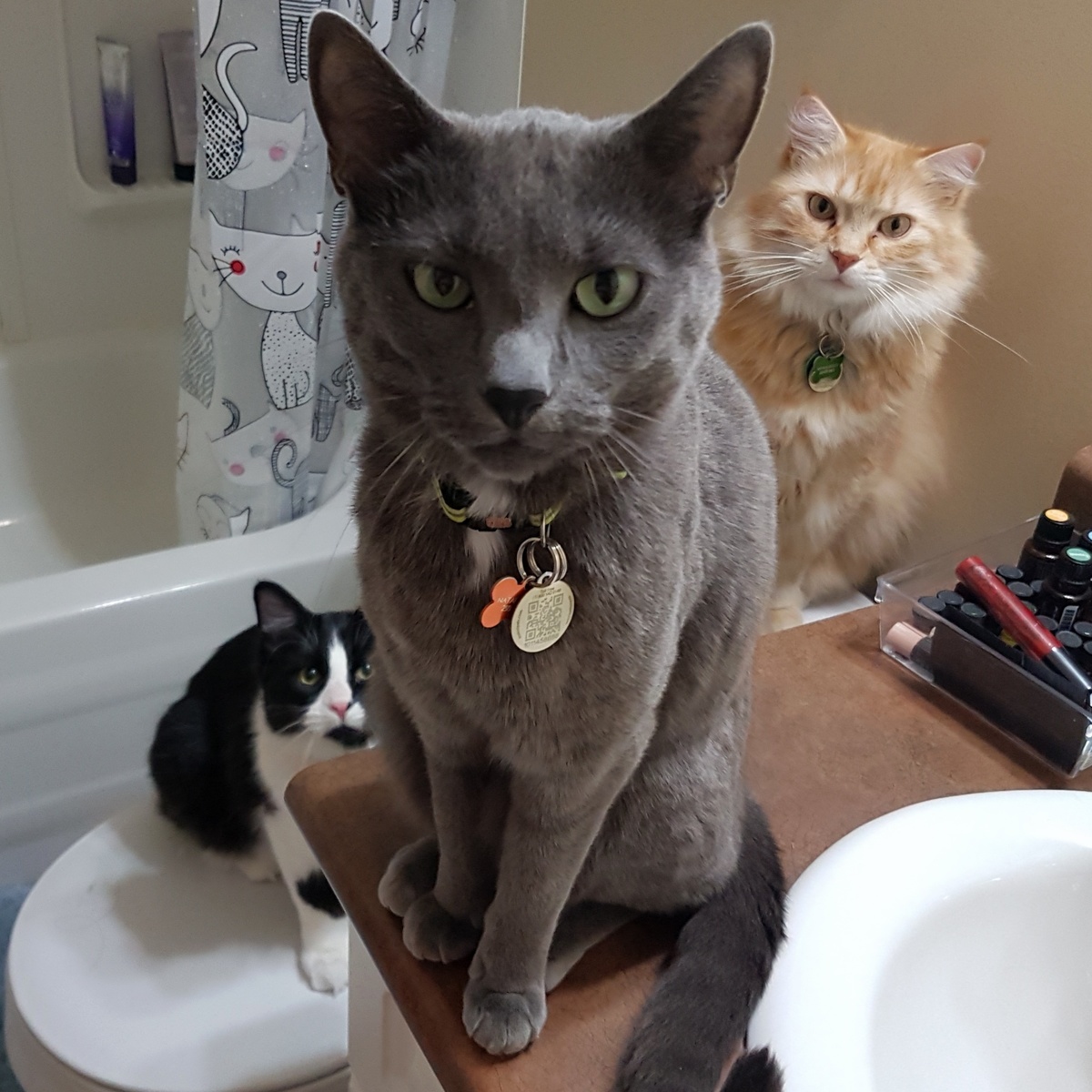 My Cats Are the Definition of Squad Goals