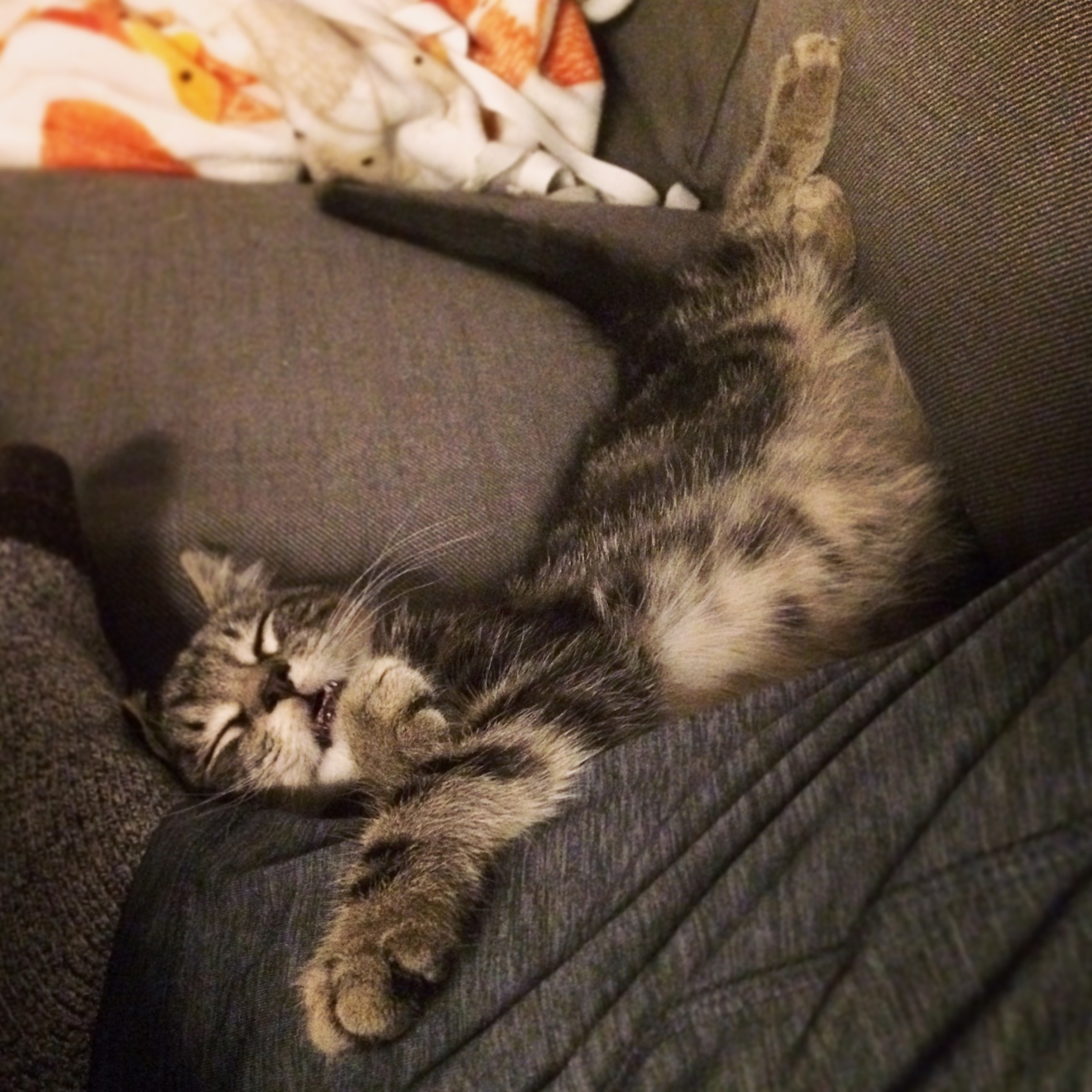 My Foster Kitten Has Mastered the Art of Sleeping