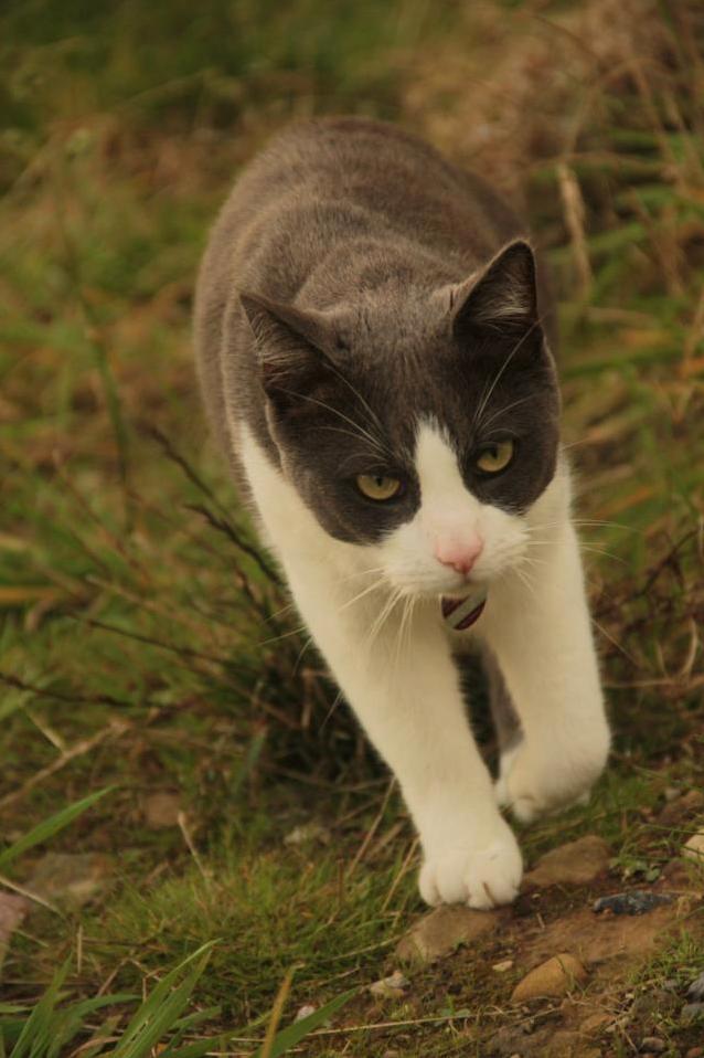 My Grumpy Cat