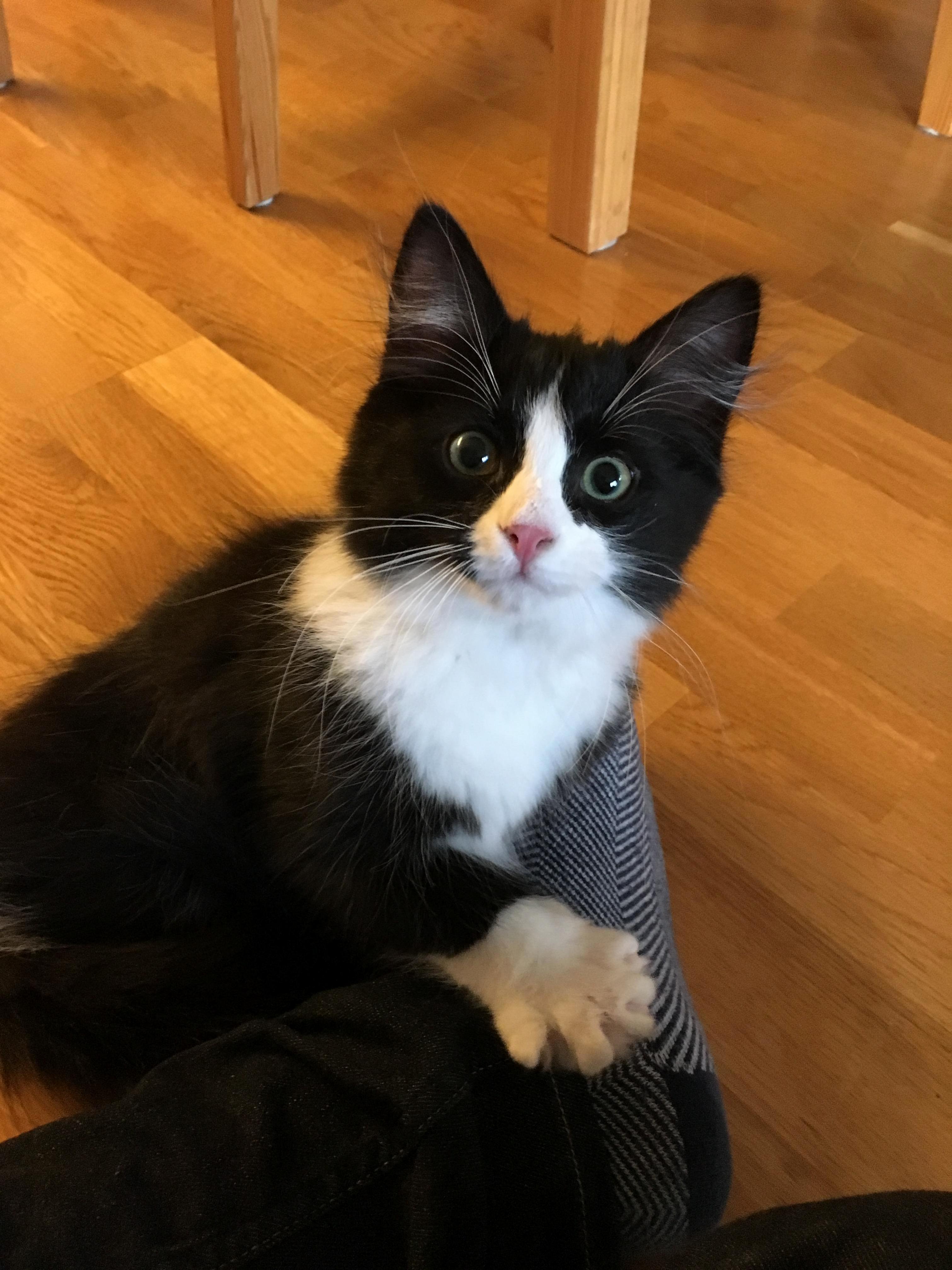 My Irl Nickname Is Tintin - So It Was Only Fitting That My Siberian Kitten Would Be Named Captain Haddock
