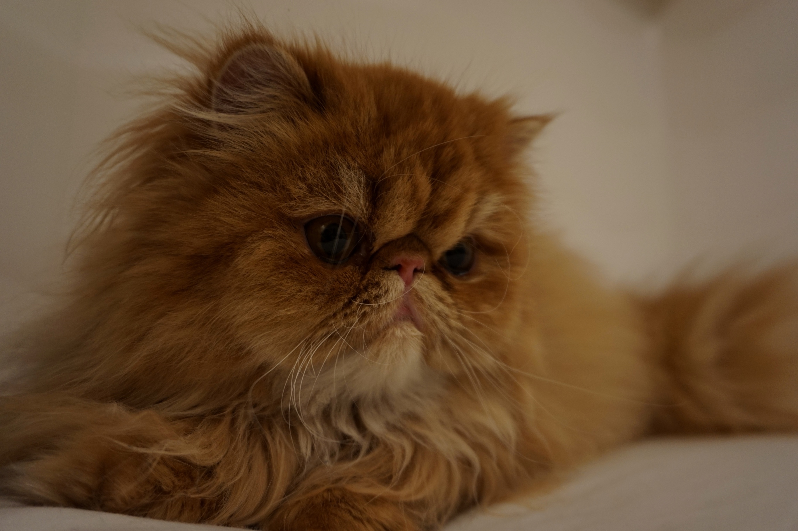 My Kitten Taeil Used As a Model for Trying Out My New Camera.