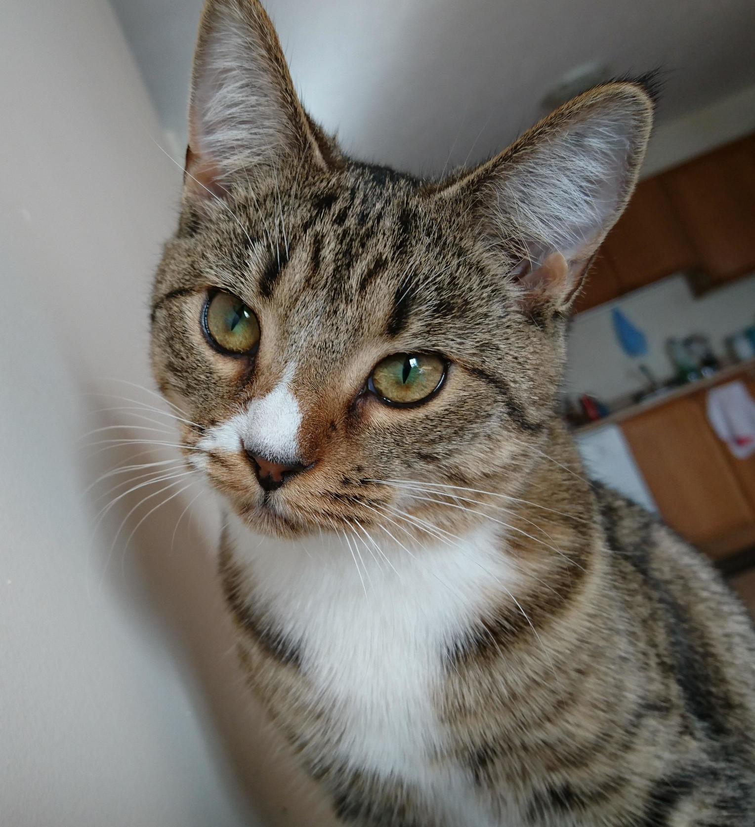 My Kittys Eyes Are Green Only in the Middle 3