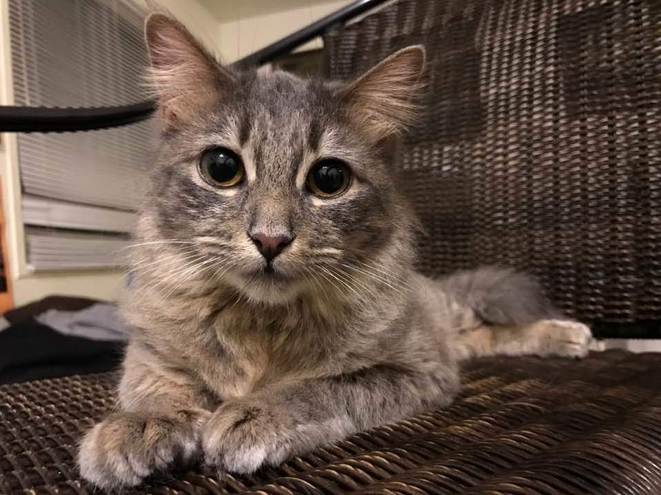 My Lioness Queen of the Apartment Claims Her Throne.