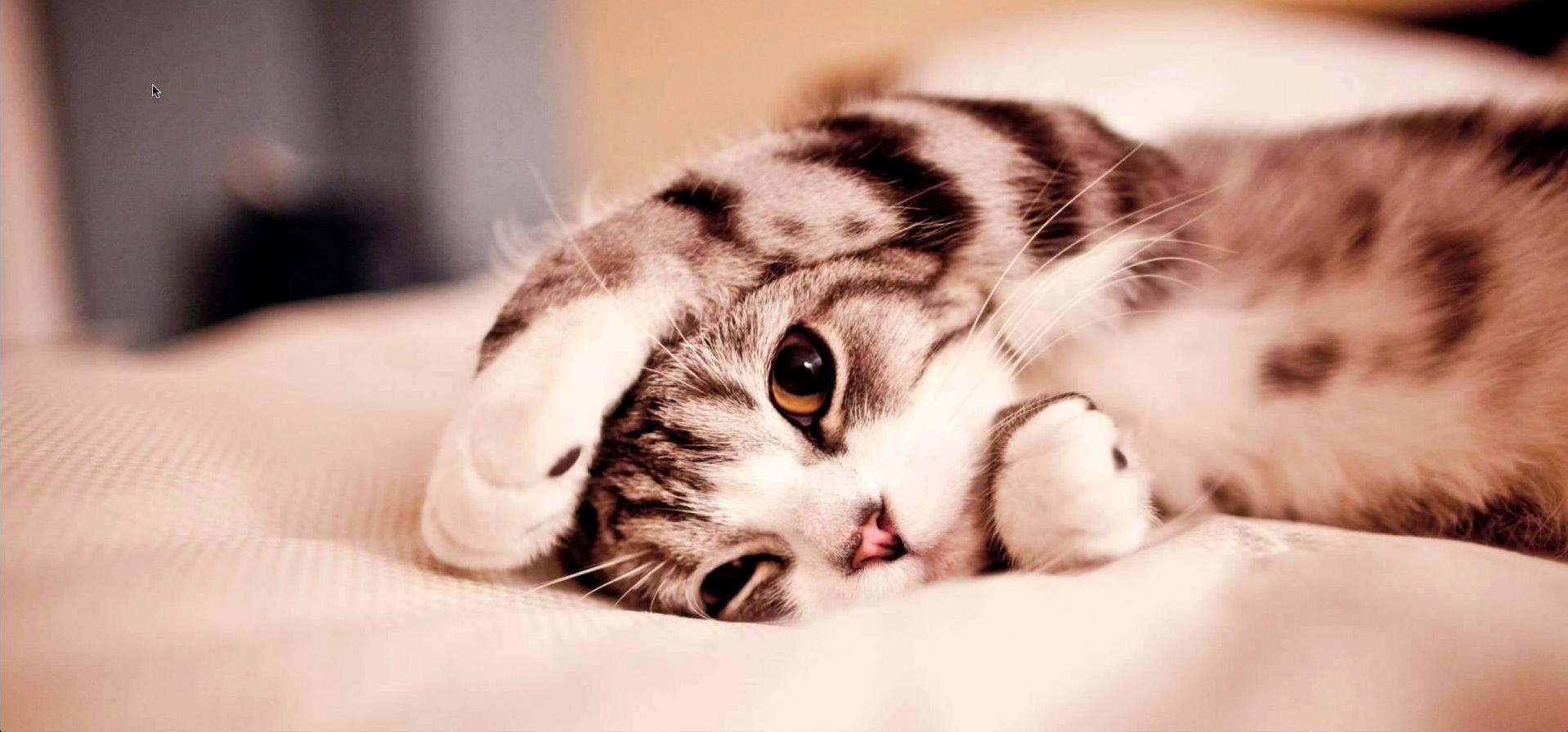 My Little Fluffball
