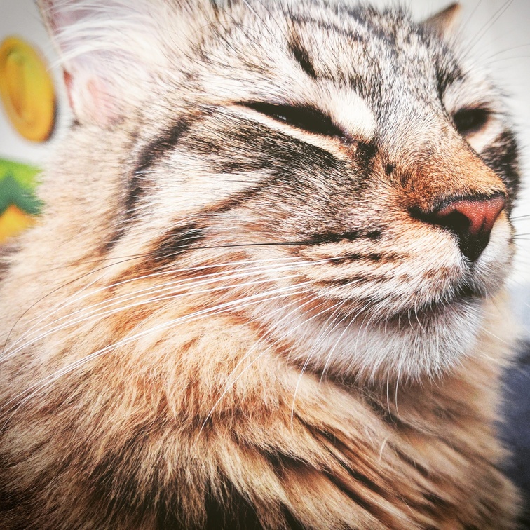My Little Lioness