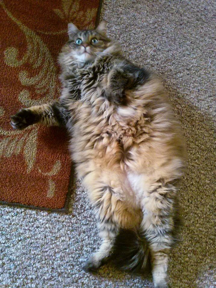 My Maine Coon Kiki Is Almost More Floof Than Cat