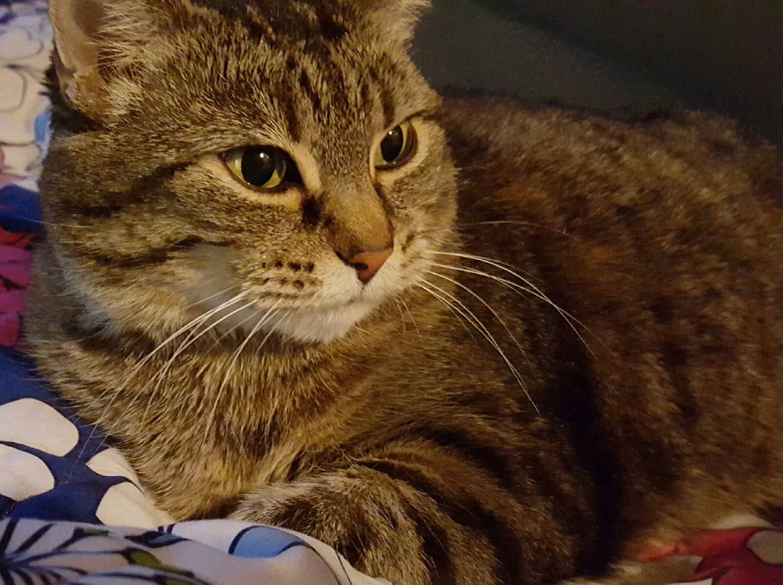 My Moms Incredibly Sassy Cat Zana