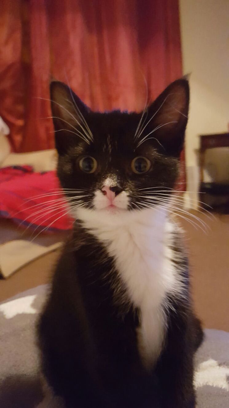 My Mums 3 Month Old Kitten Sox.