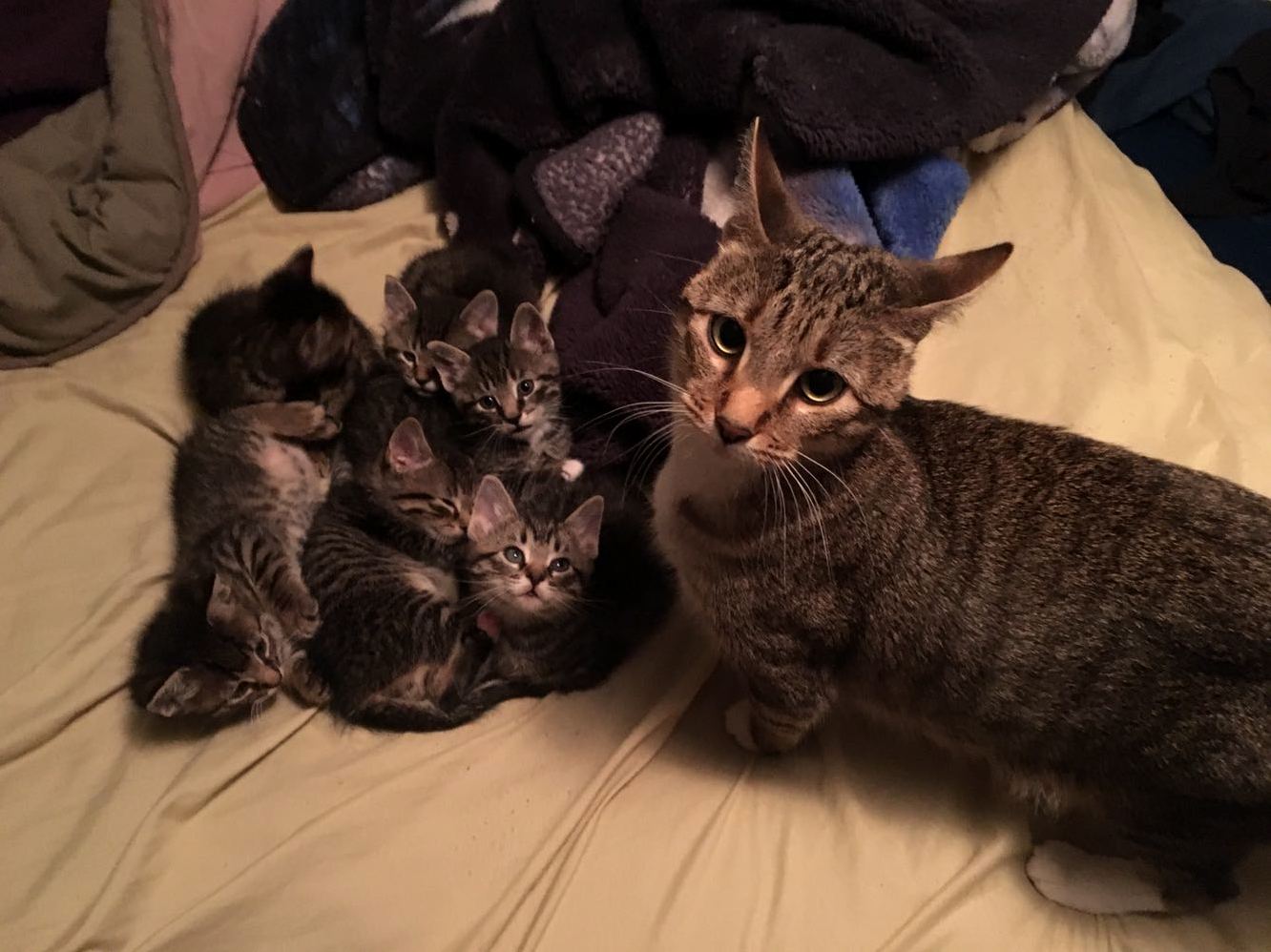 My Stella-beast and Her Beastlings