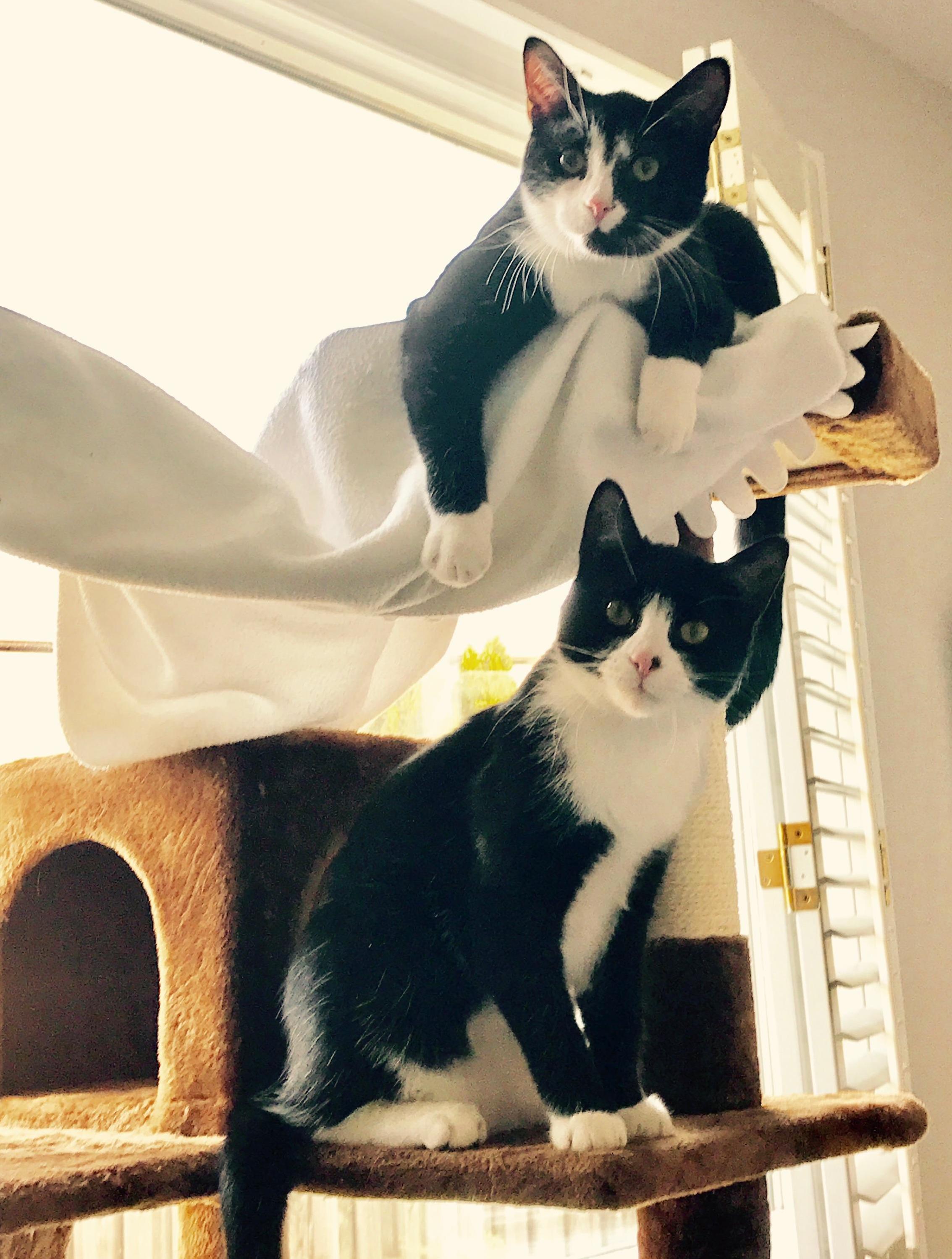 My Two Boys Just Chillin at Home.