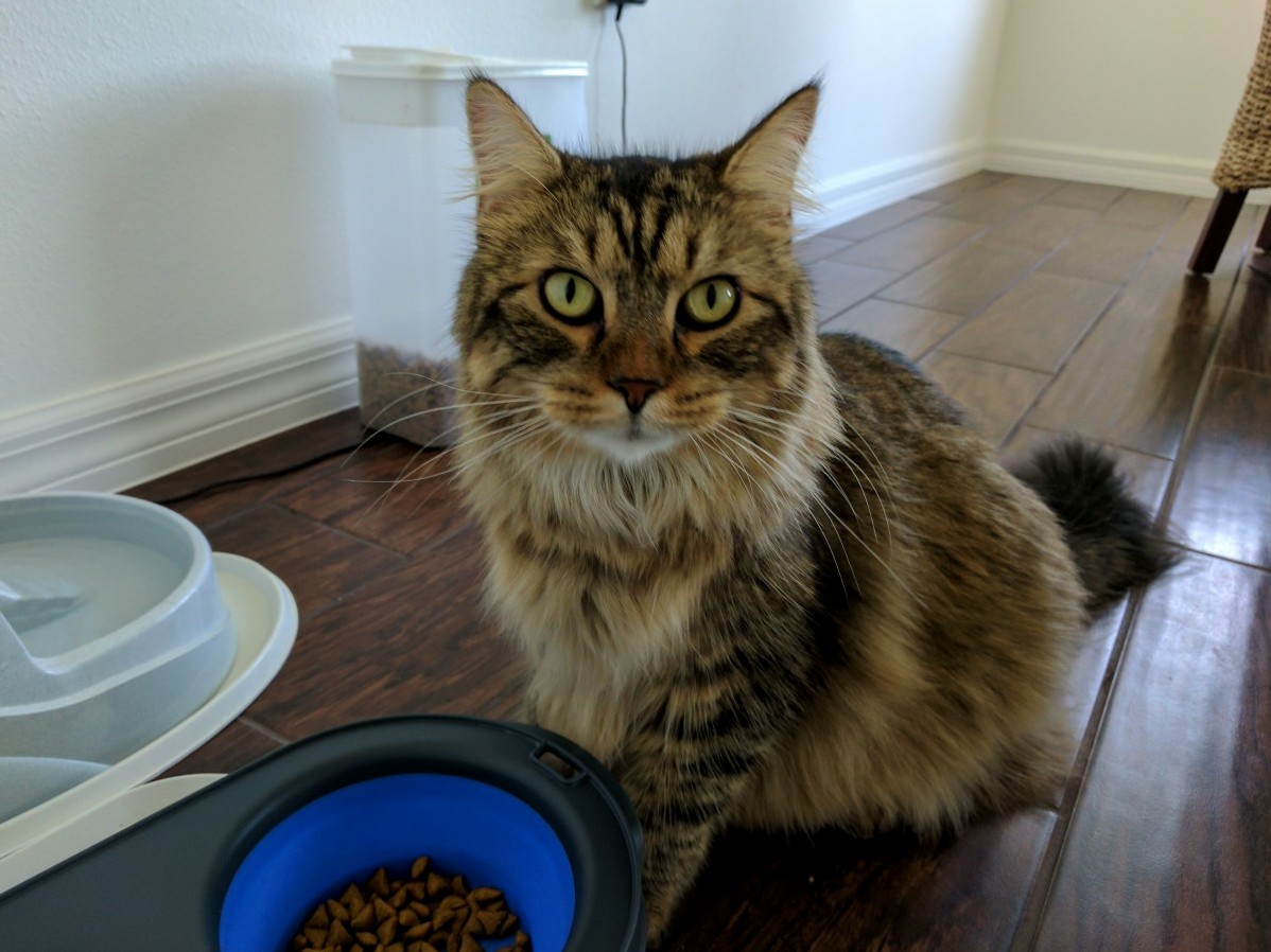 Need Moar Foods