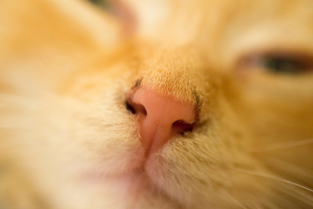 New Kitten Has Black Spots on His Nose... Should I Be Concerned