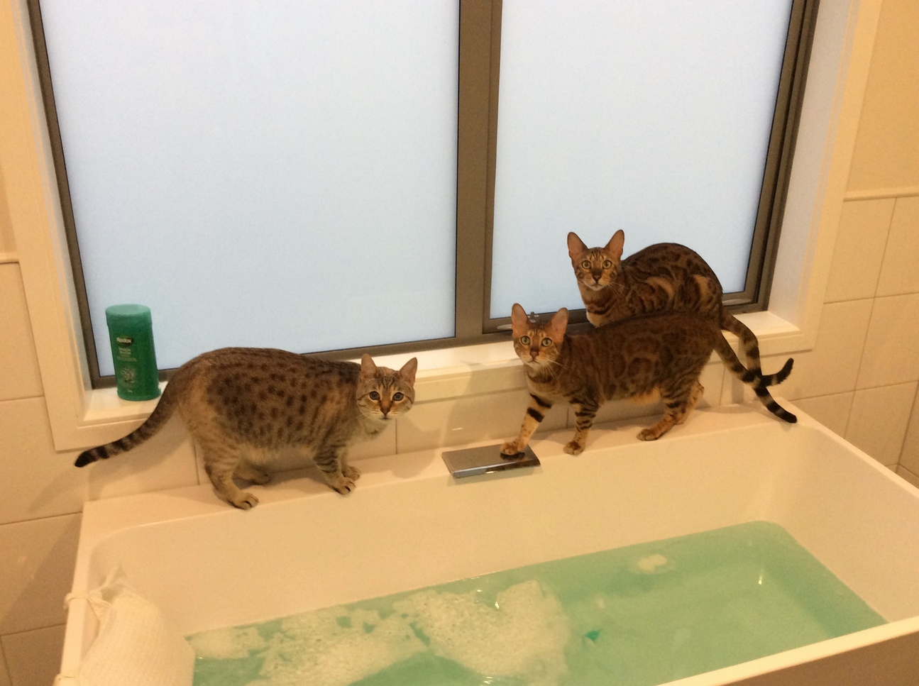 Nobody Gets a Peaceful Bath in Our Household....