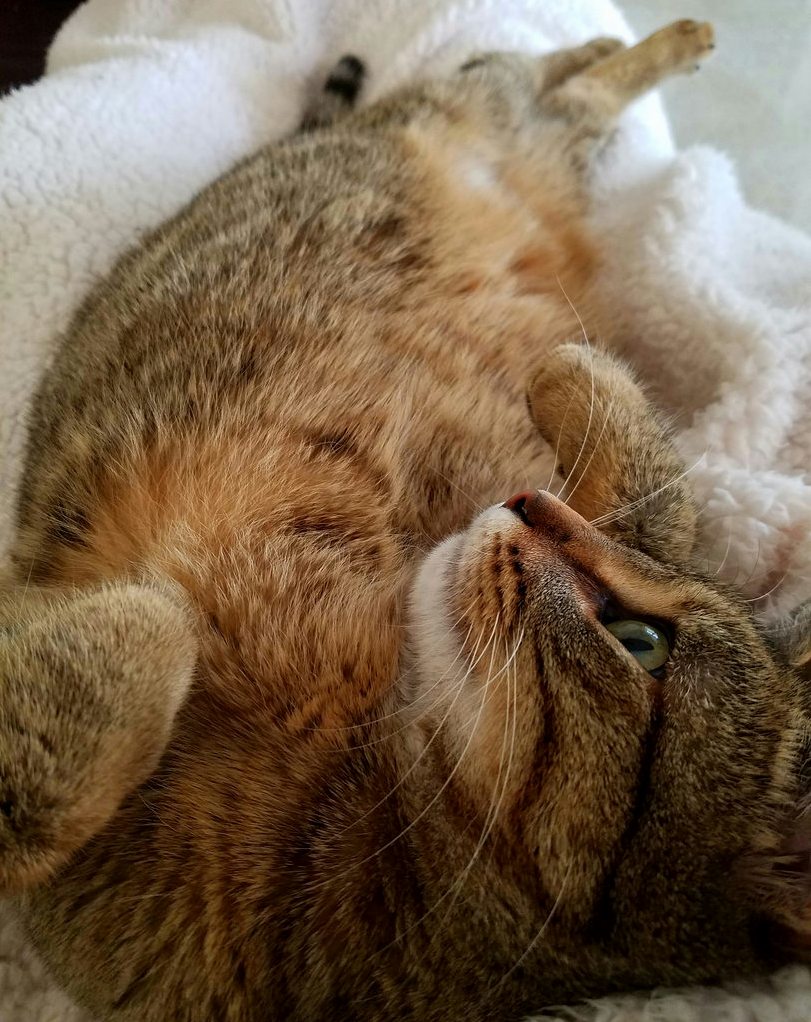 Not Sure If I Should Risk a Belly Rub...
