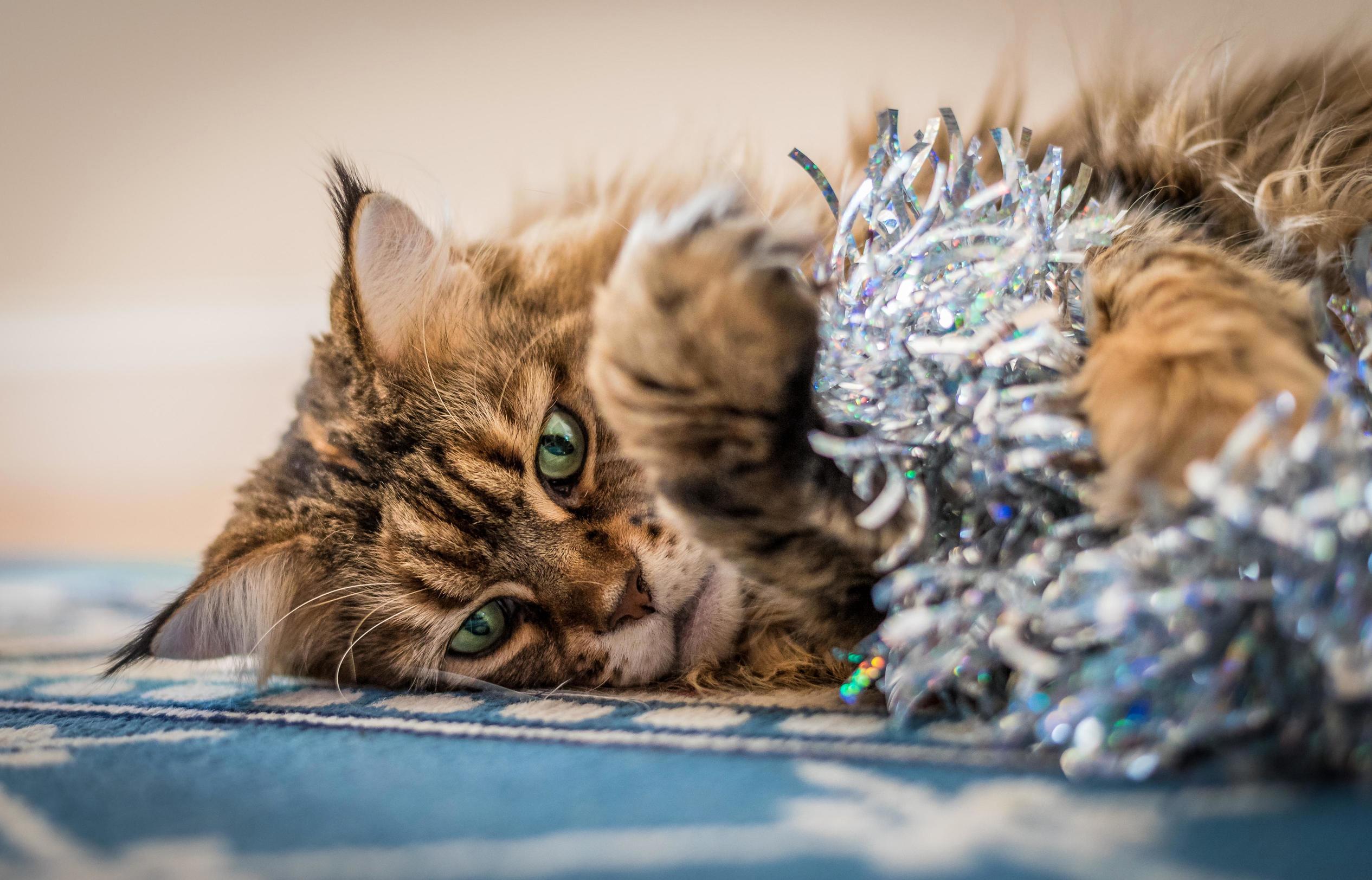 Ok Tinsel You Win This Round.