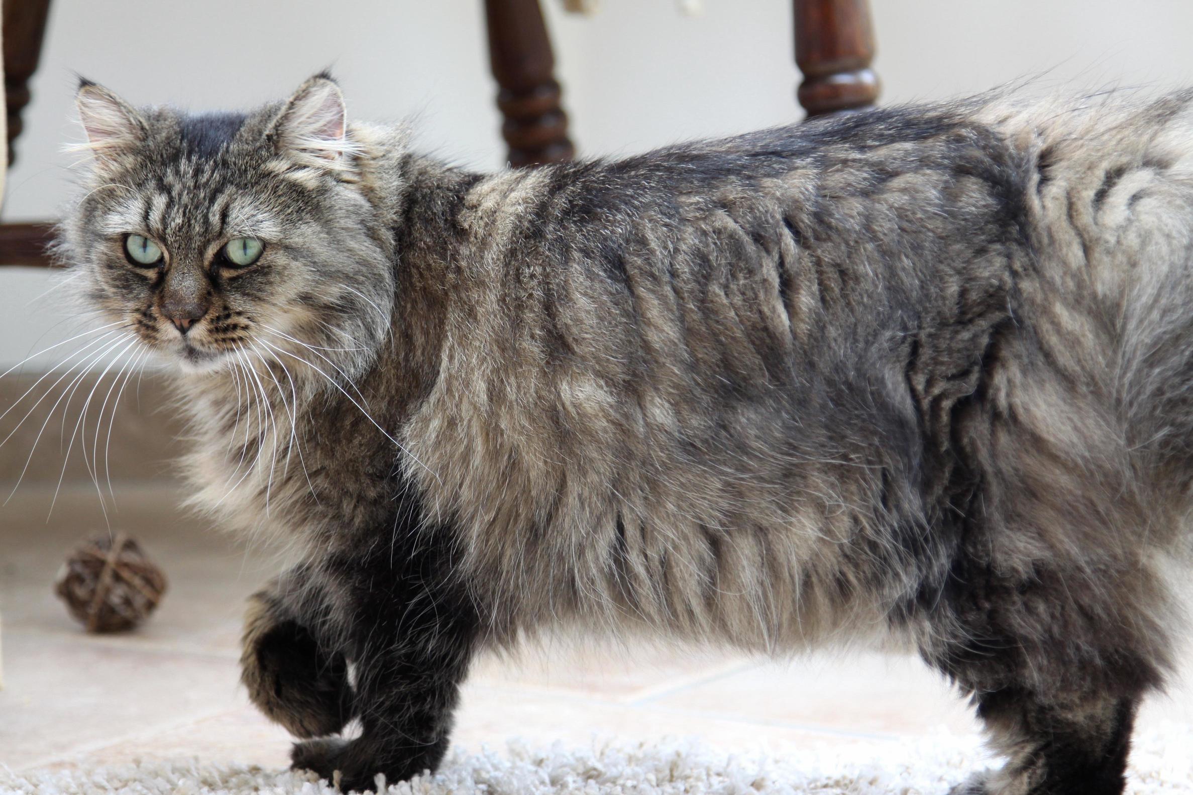 Our Beautiful Norwegian Forest Cross Alena Not Pictured - Tail Floof