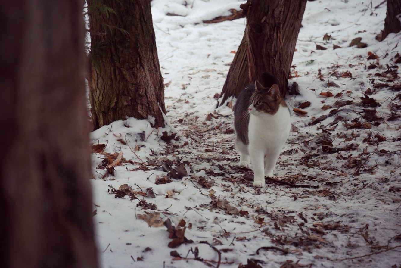 Our Cat Comes Hiking with Us