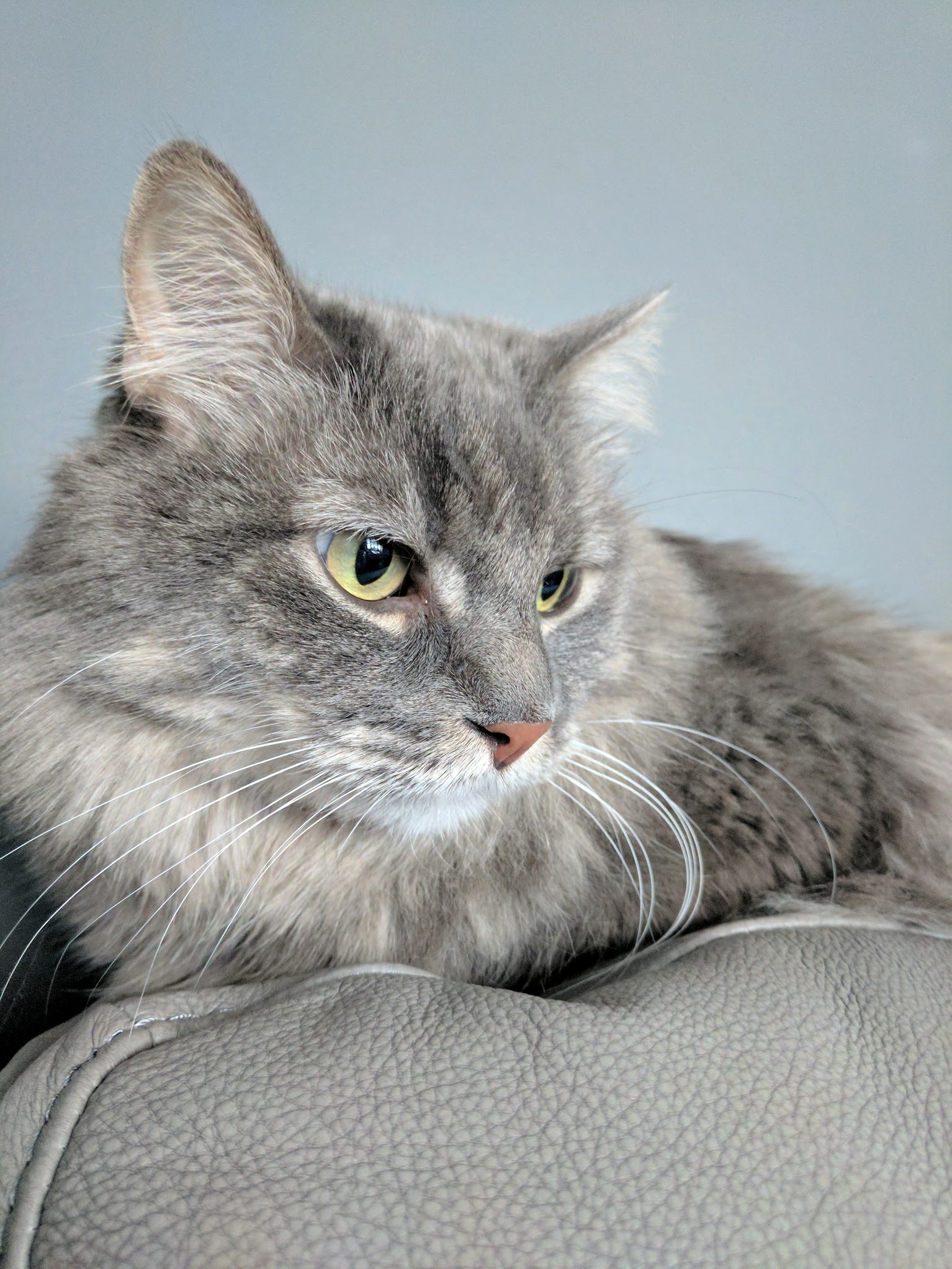 Our Floof Sam He Thinks He Is Invisible on the Back of the Couch.