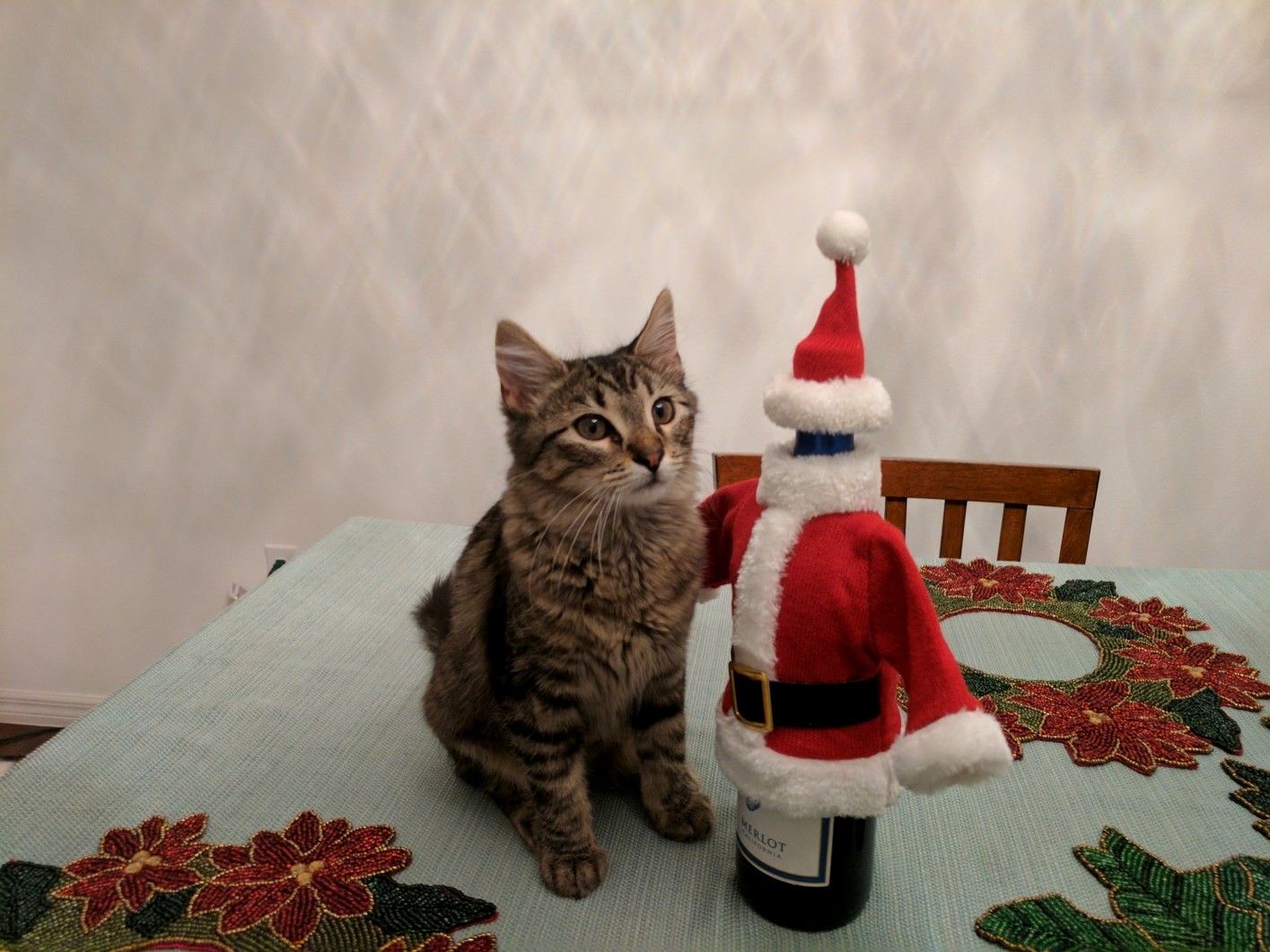 Our Little Christmas Kitten