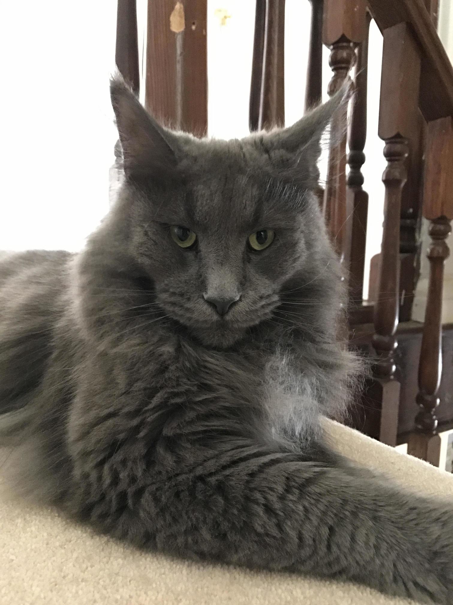 Our Majestic Little Lion