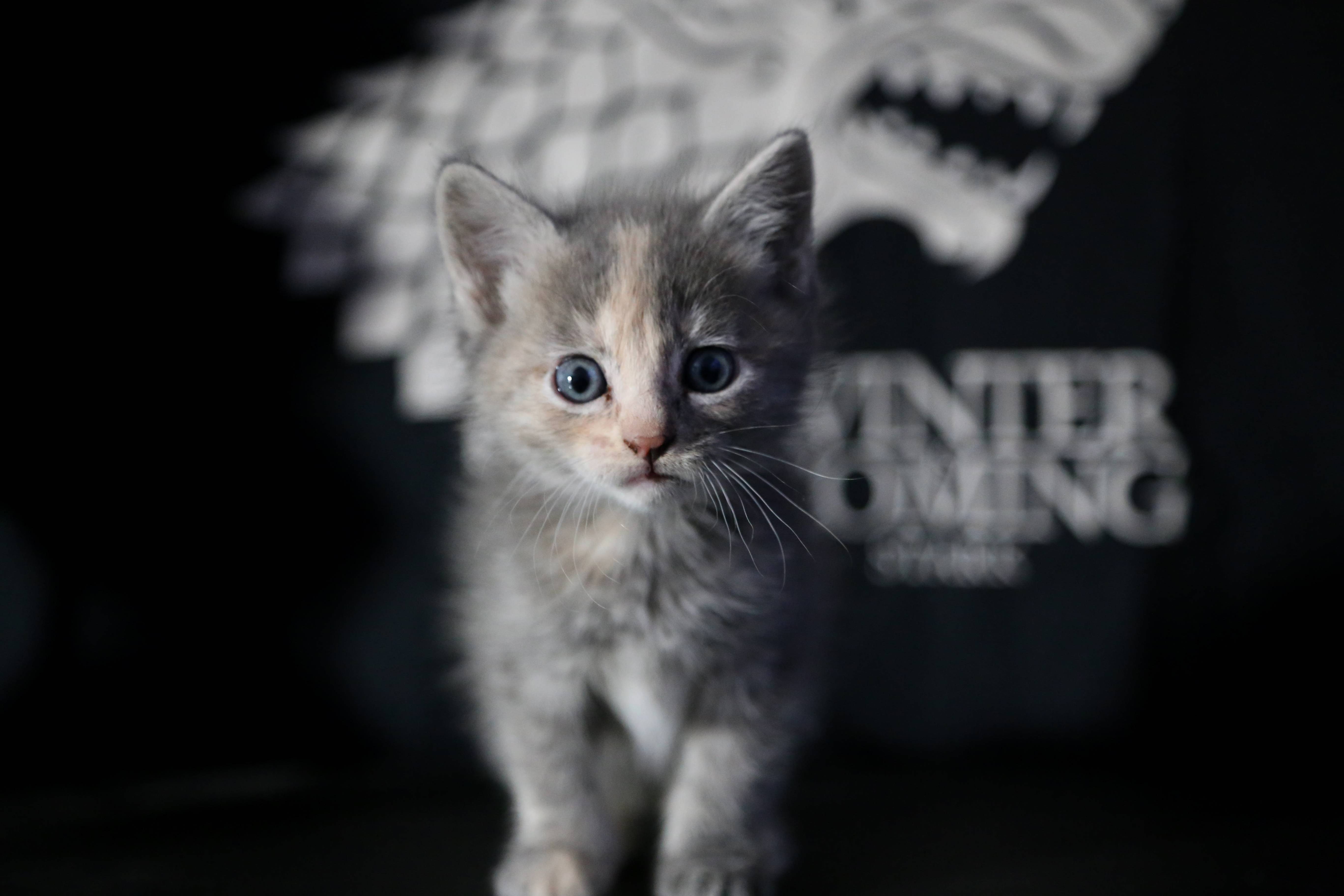 Our Russian Blue Tortie When She Was a Month Old Xpost from Raww