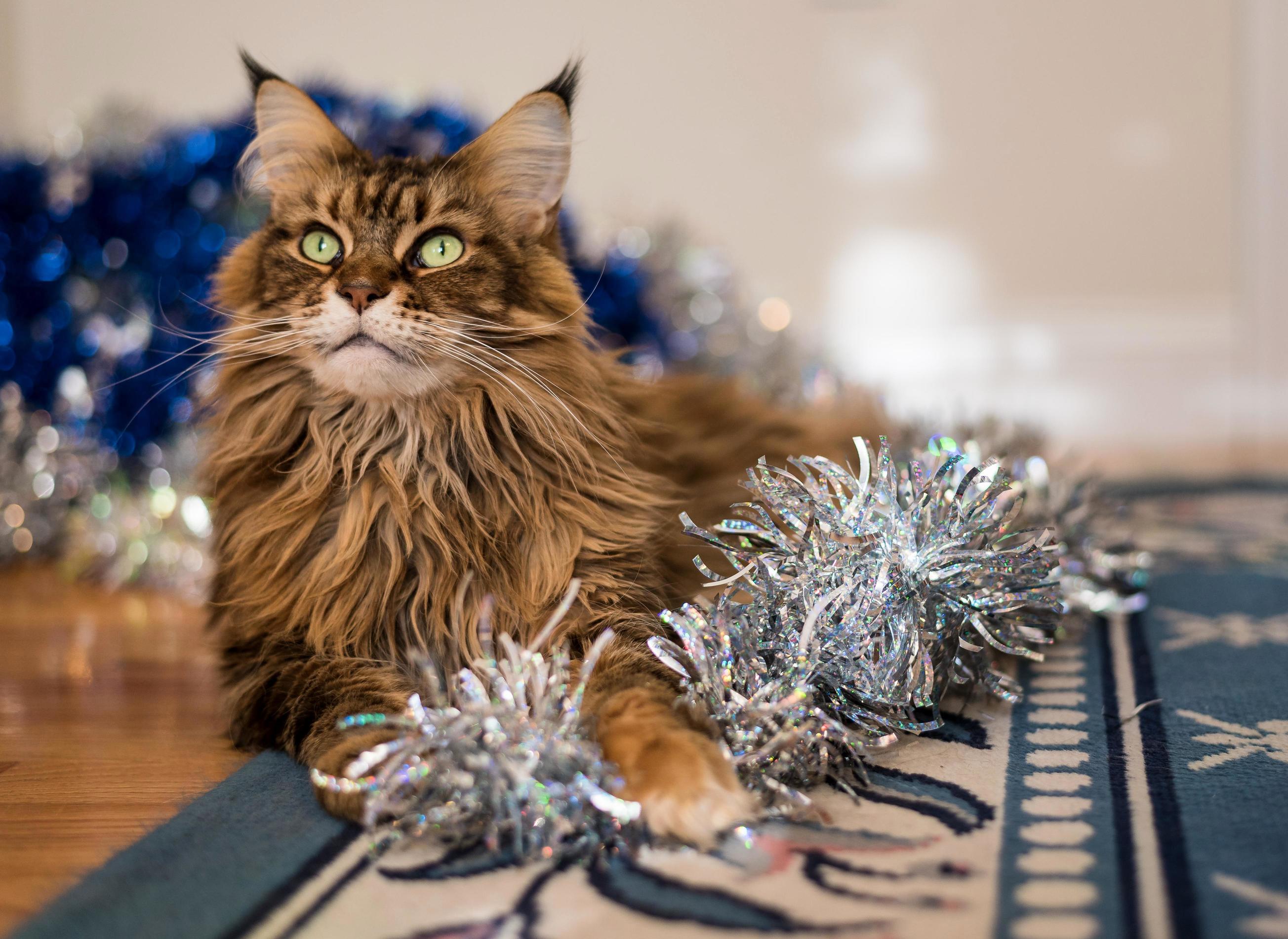 Our Tinsel Princess Has Been Helping Us Take Decorations Down.