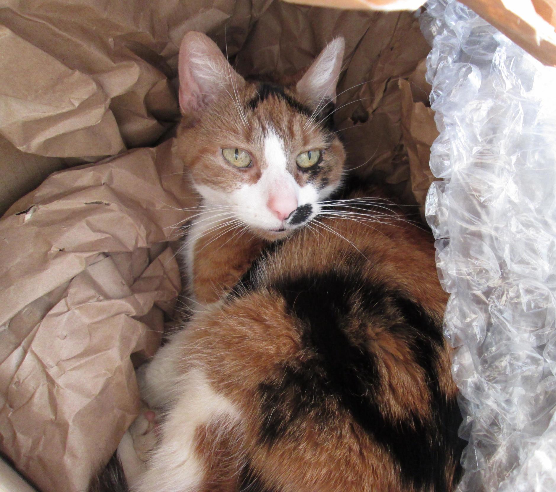 Padme Hasnt Ever Been Very Photogenic Till Today....