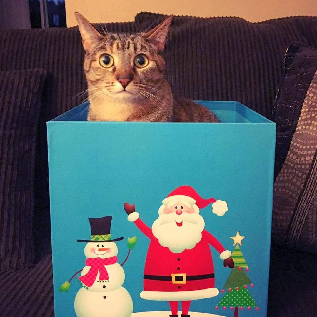 Pepper Had a Pretty Good Christmas This Year.