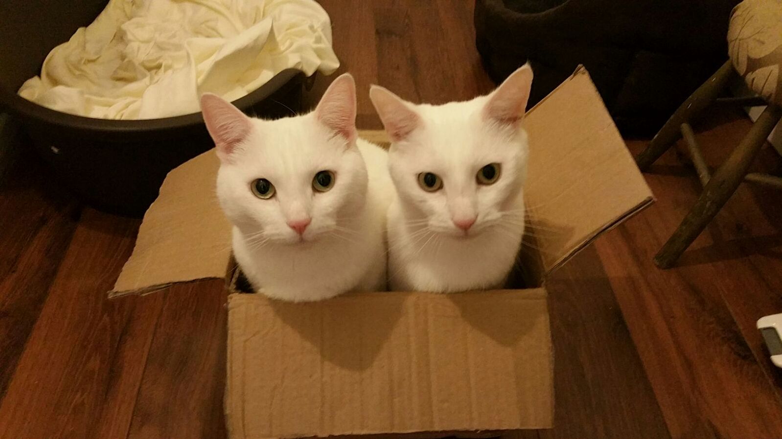 Polo and Dino