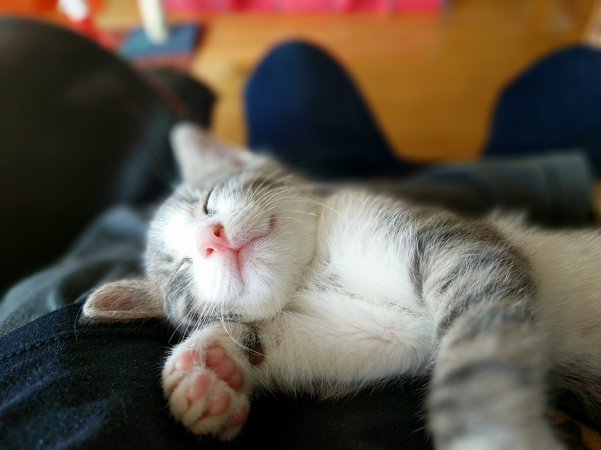 Purring
