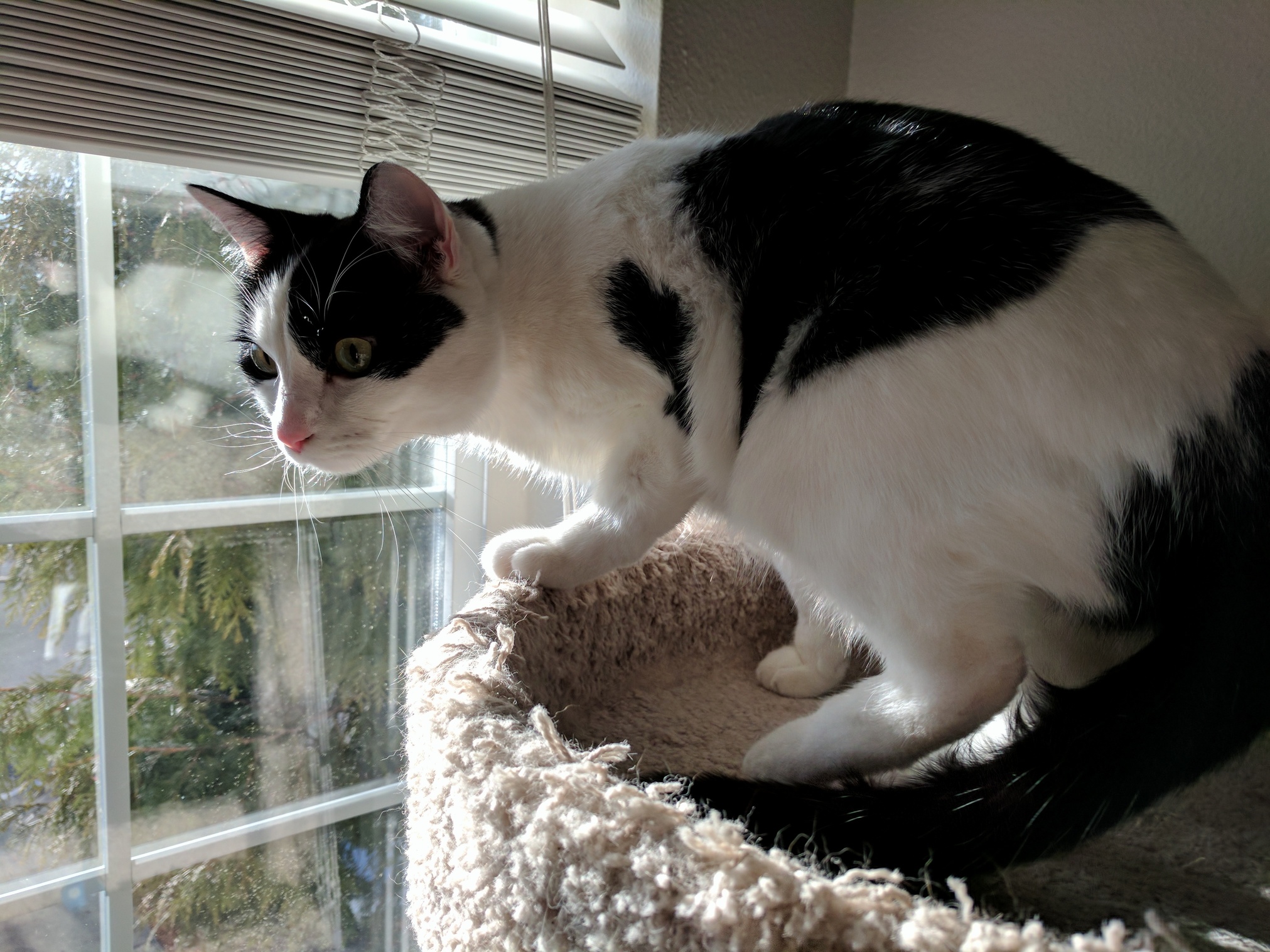 Ready to Pounce.