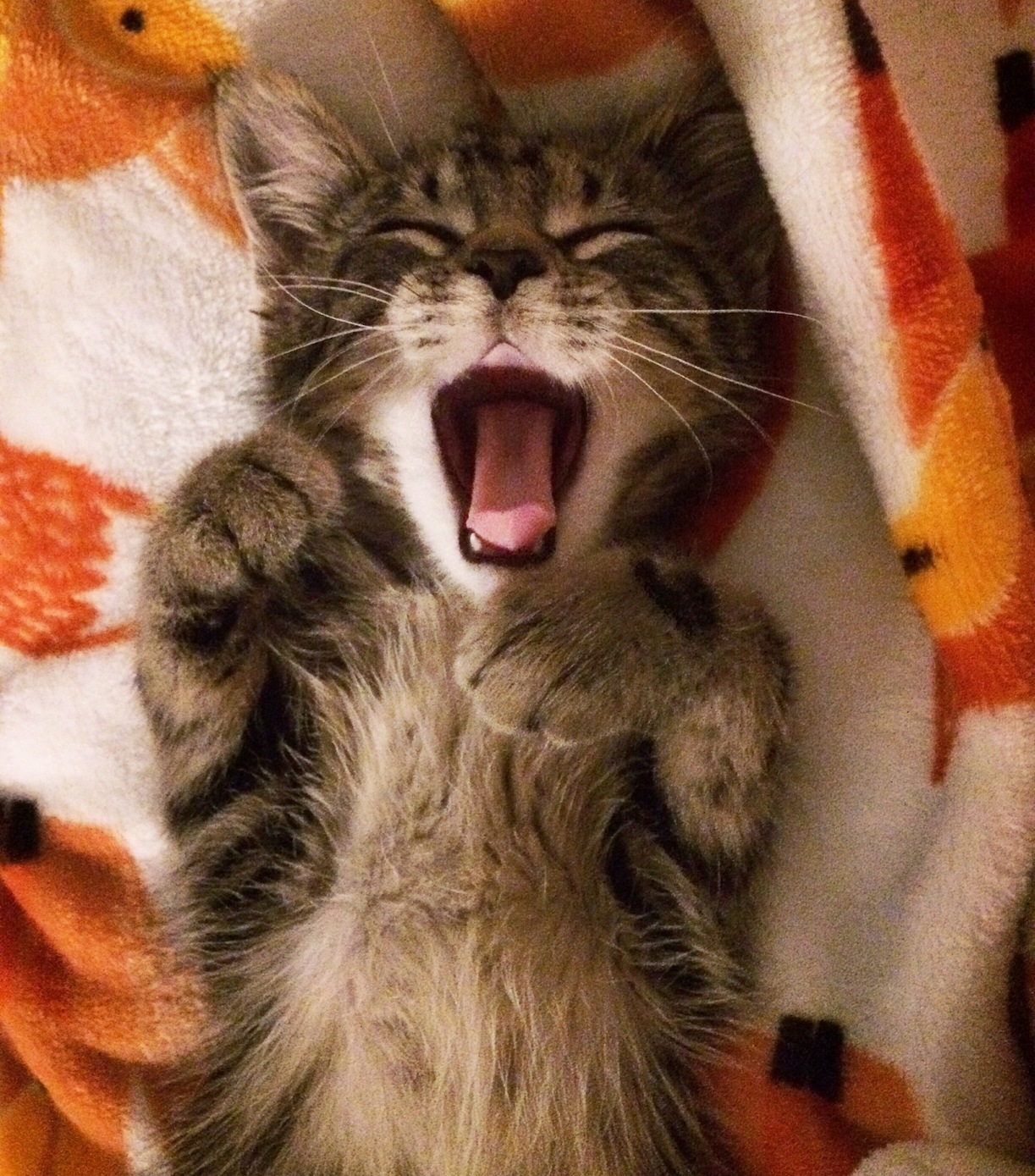 Rip Me the Cuteness Has Killed Me