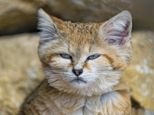 Sand Cat Suspicious of Photographer