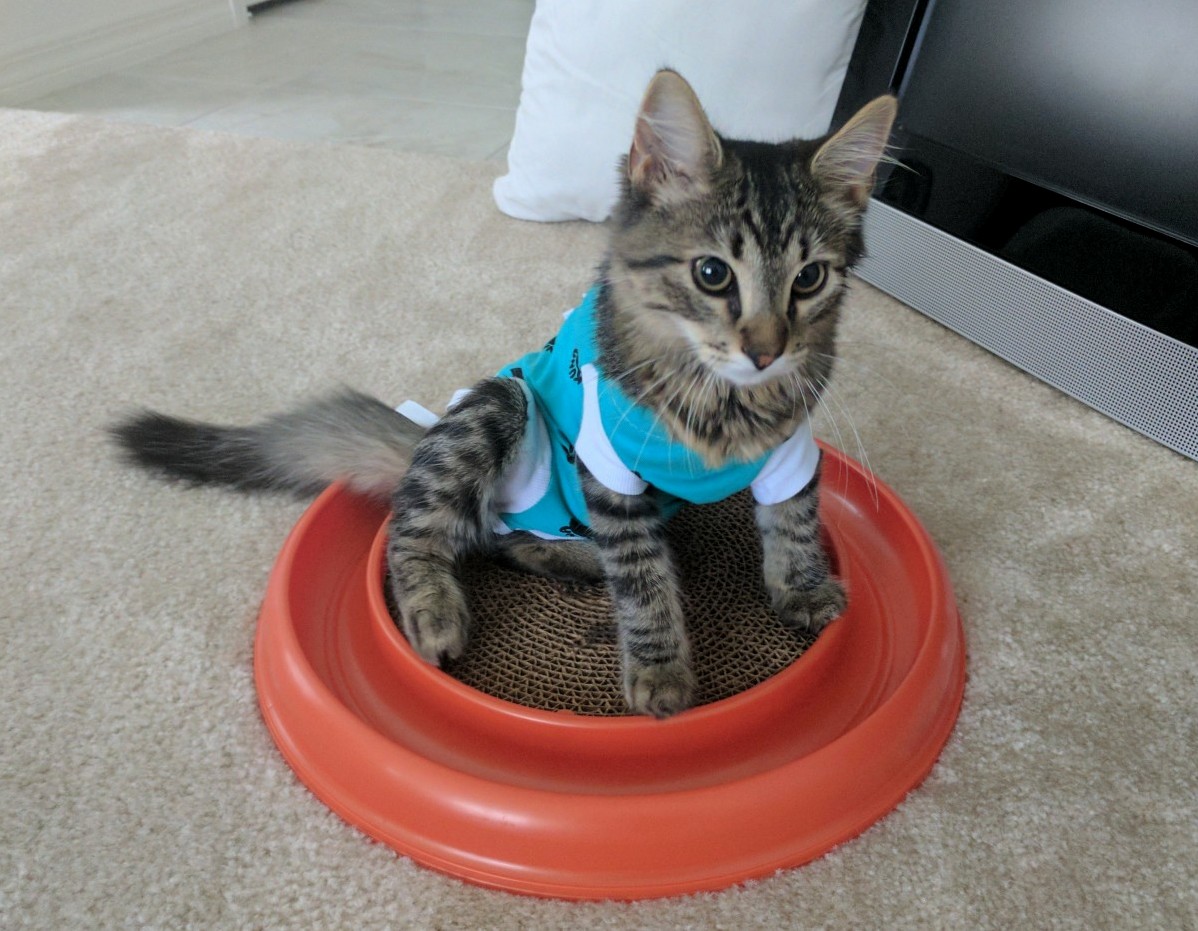 She Just Got Home from a Hernia Surgery Today
