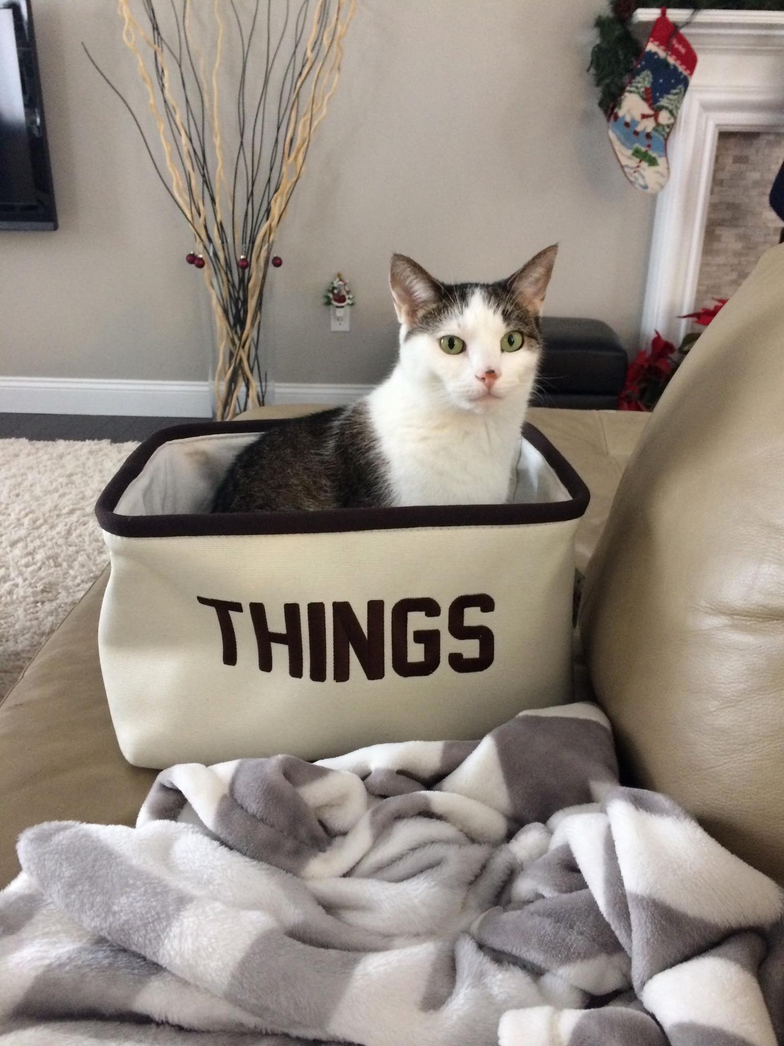 Sitting in a Basket
