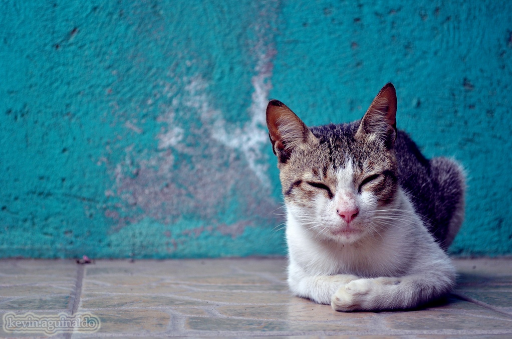 Skeptical Cat Is Skeptical