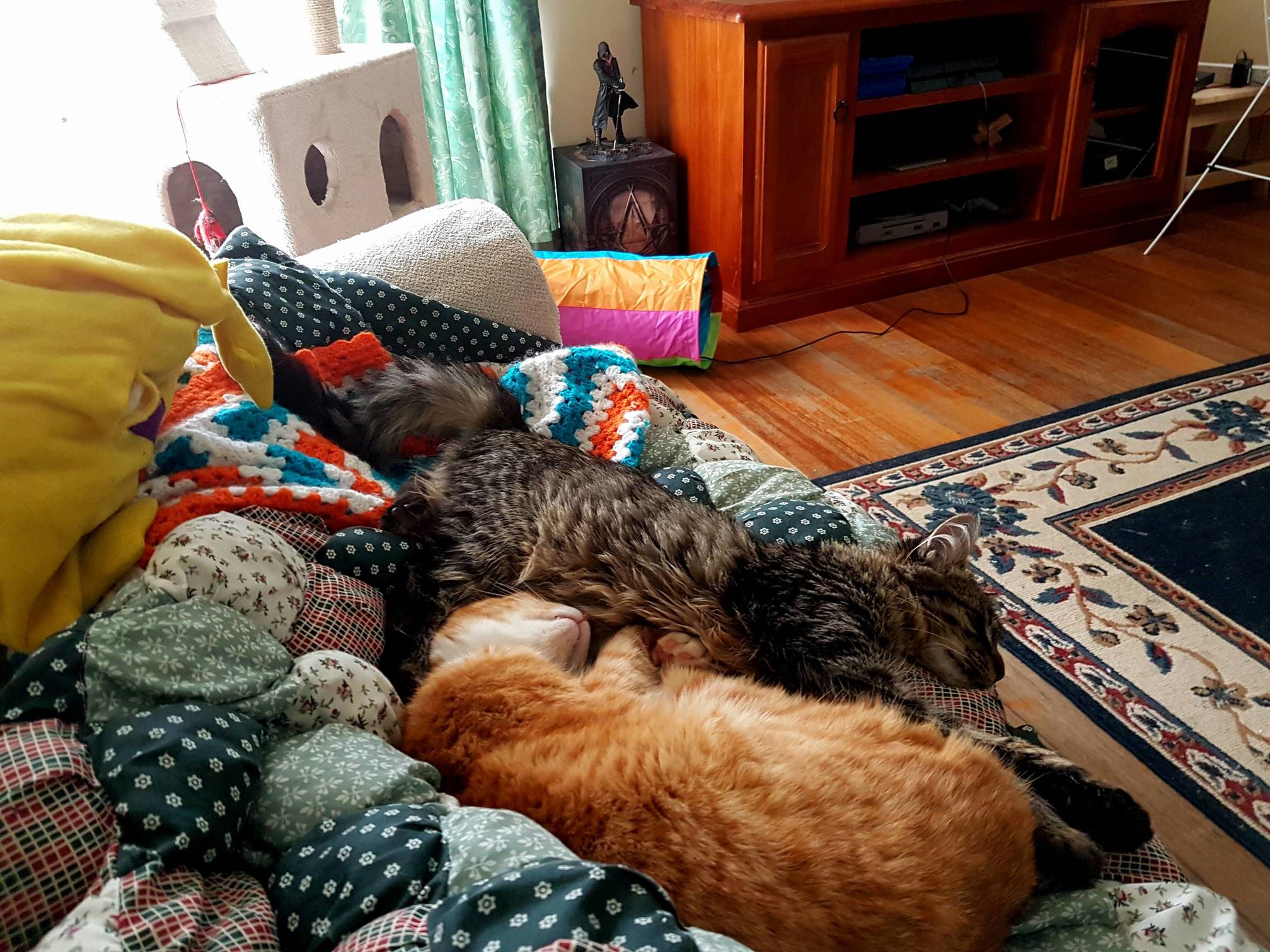 Sleepy Little Kitty Cats