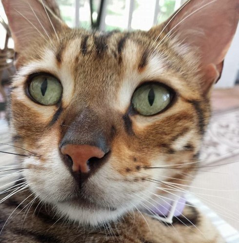 Sneezer the Bengal