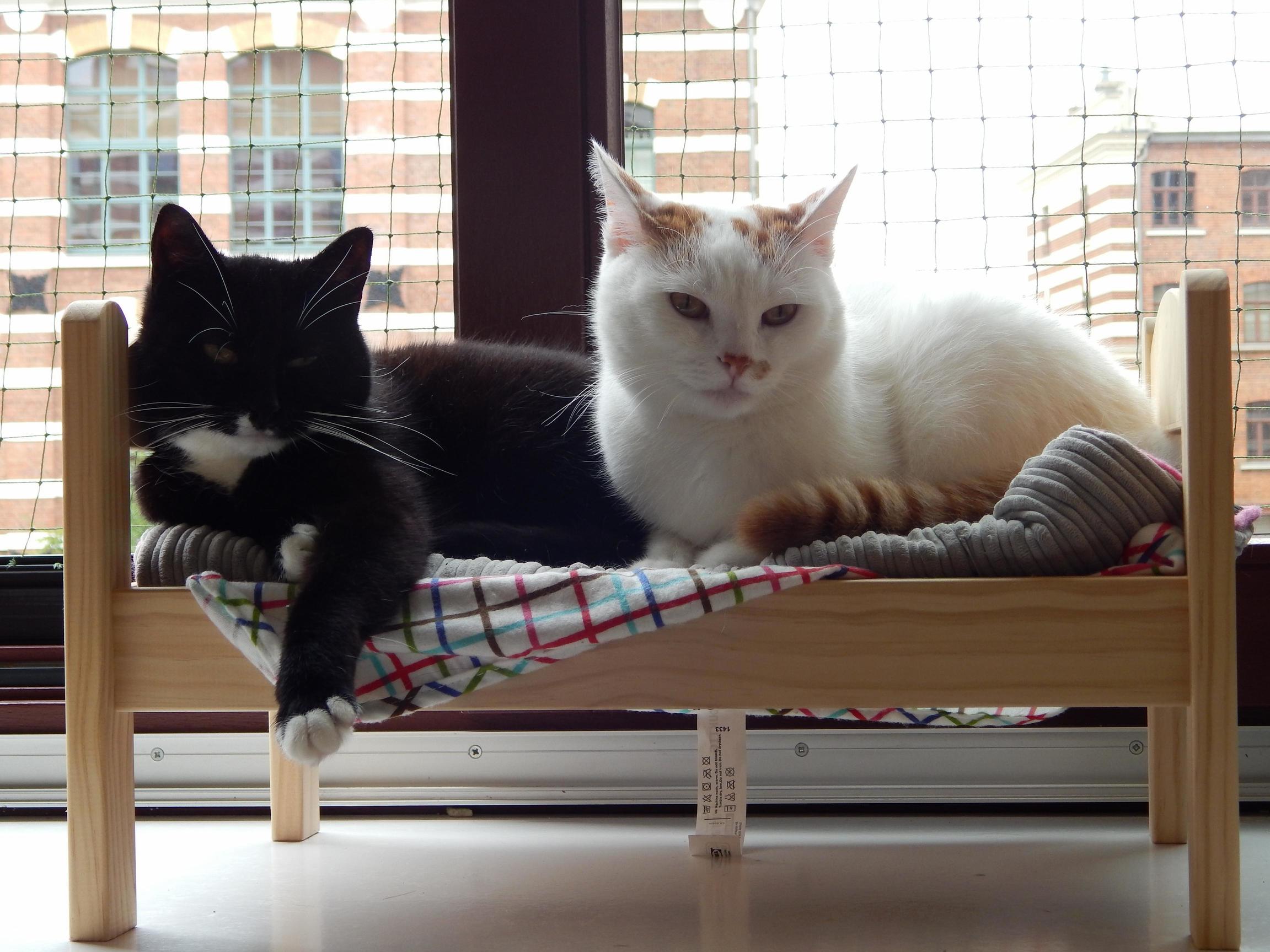Socke Und Herr Sonnenschein. Looking at That Old Pic I Realize That Sonnenschein Needs a Diet Soon.