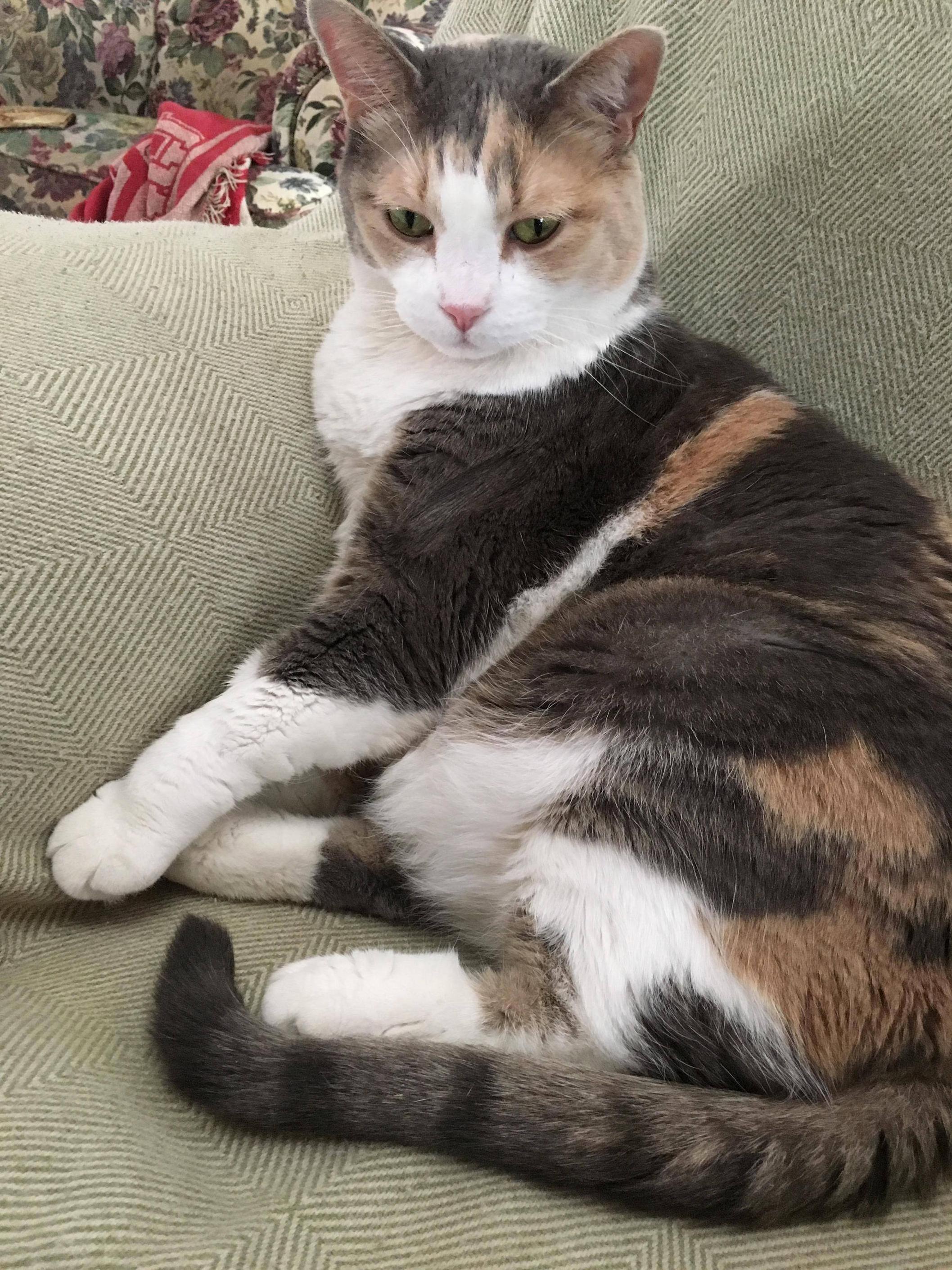 Spoiled Cat Number Two Callie. Check Out Her Pose.