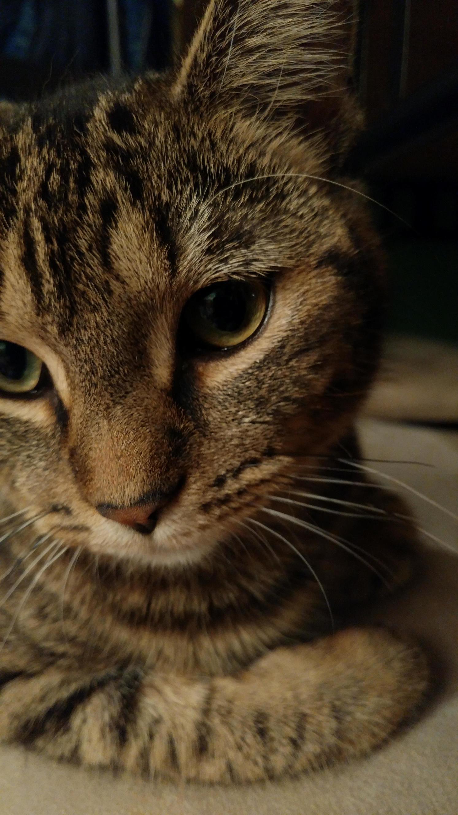 Sylvie Has to Spend a Few Days with the Vet. Heres to Hoping Everything Goes Well