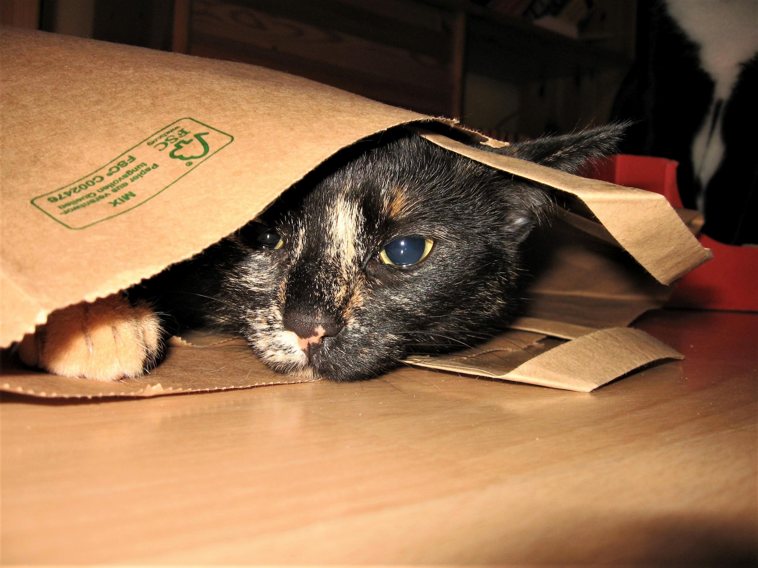 The Cat in the Bag