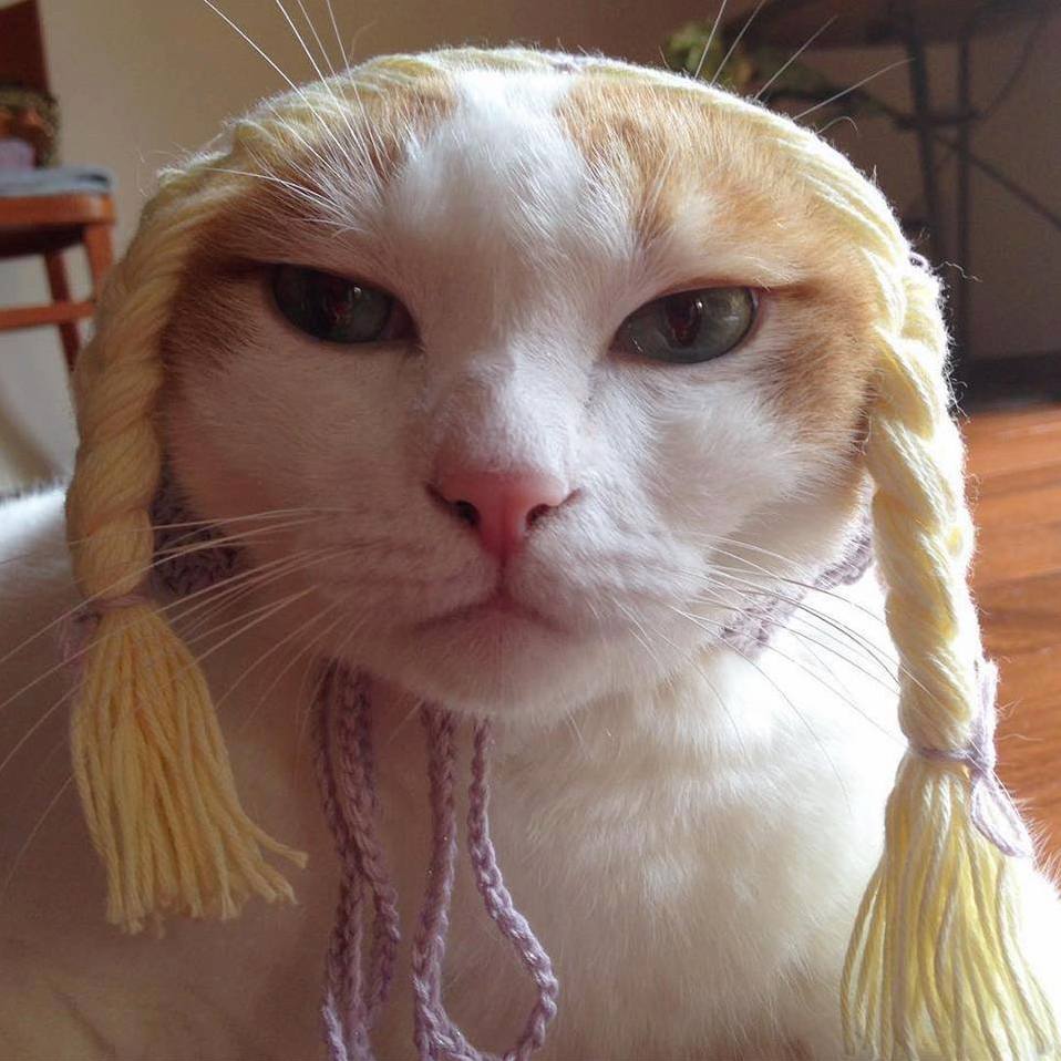 The Face of My Cat in Winters
